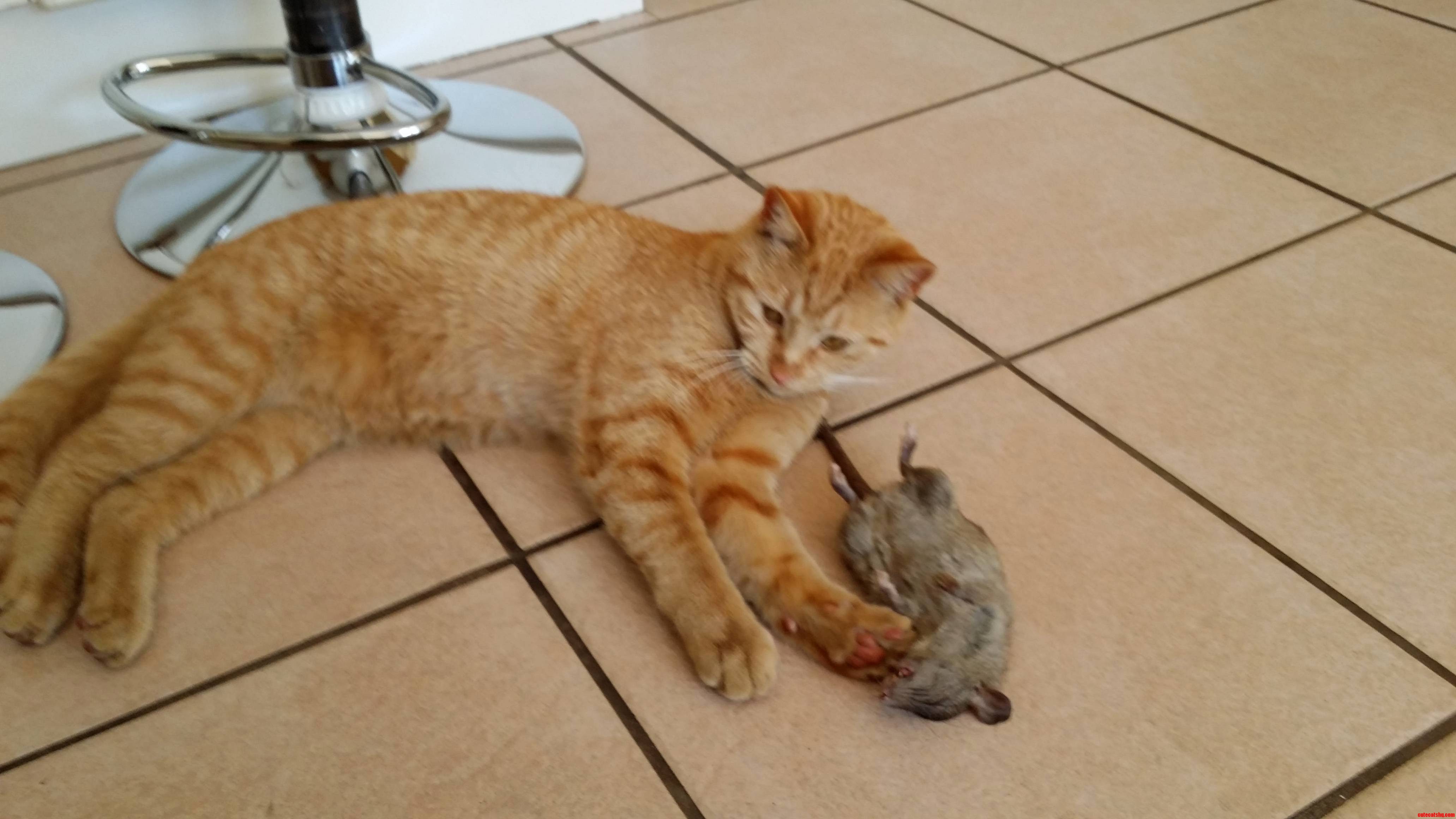 Jinxs Caught His First Rat. Im So Proud 3