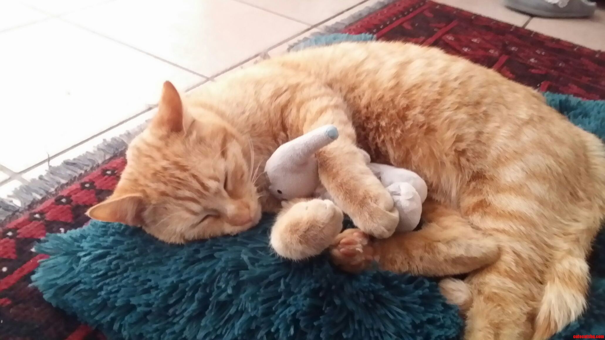 Jinxs Loves His Anteater.