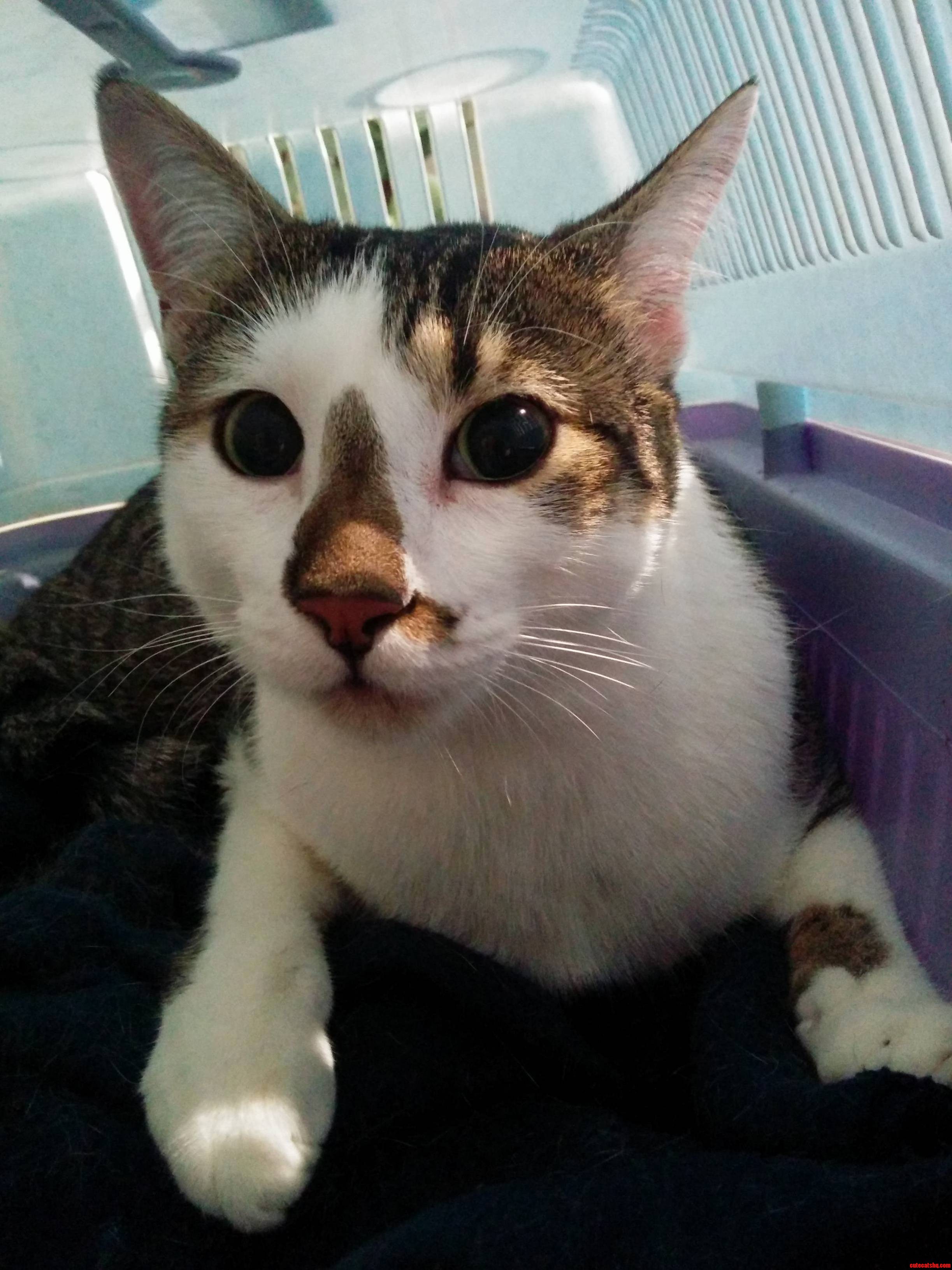 Joker Thinks This Game I Call Annual Visit at the Vet Really Sucks