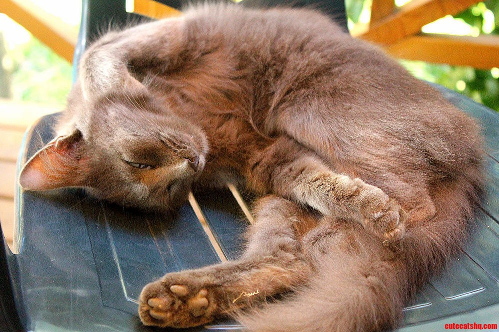 Just a Stray Cat Doing Yoga