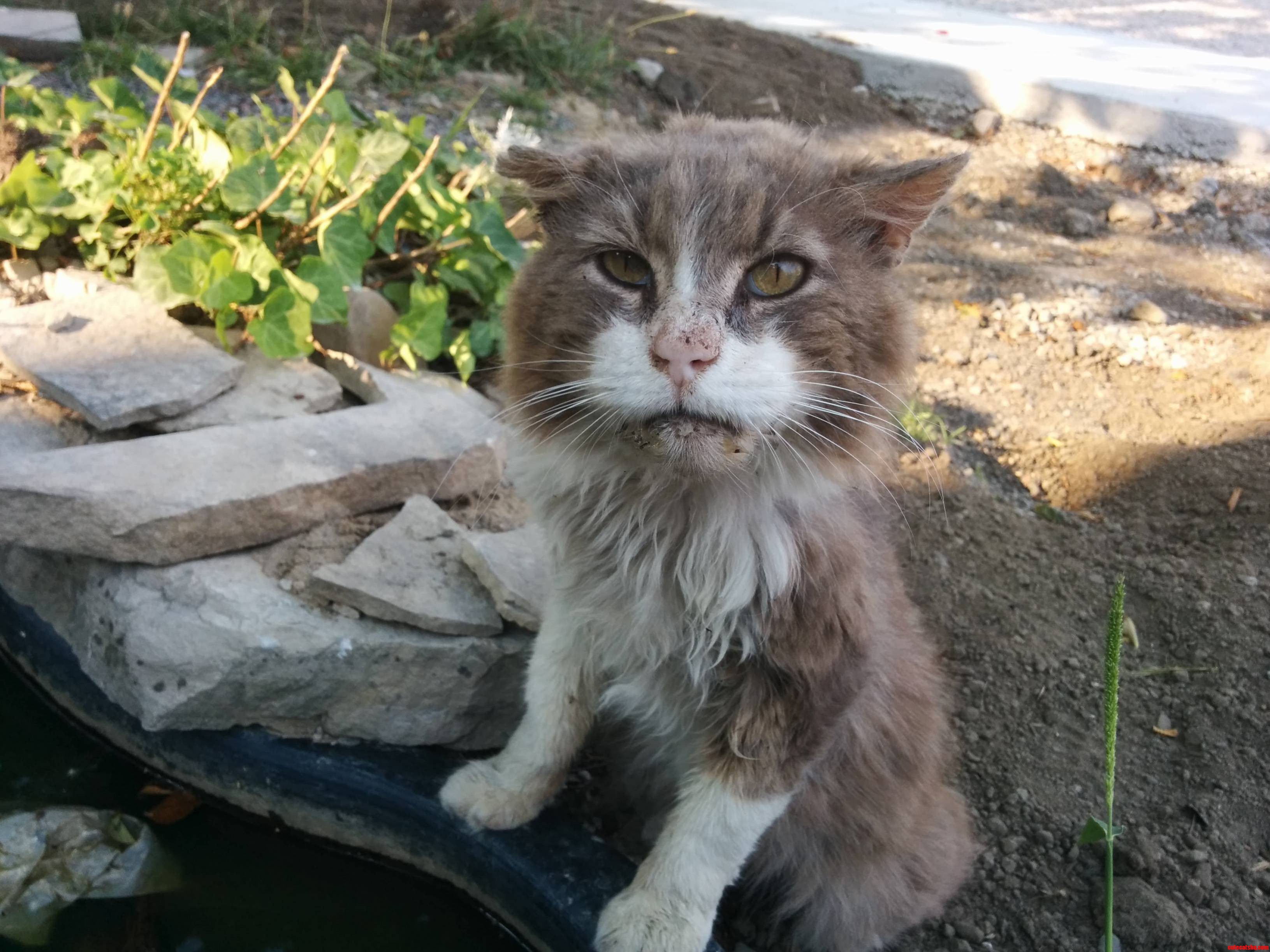 Just a Wild Inner City Cat I Like to Chill With.