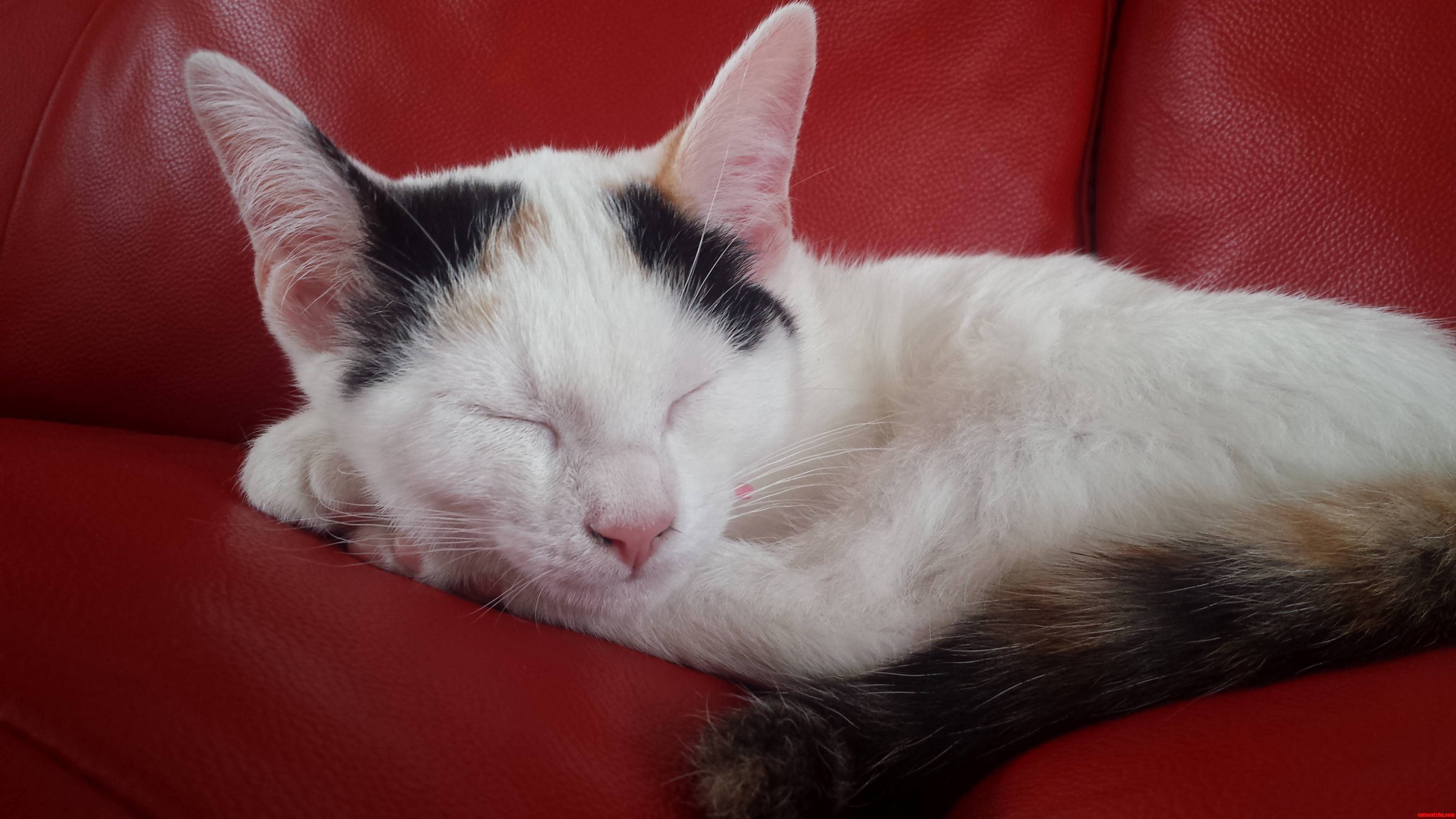Just Adopted a 16 Week Old Kitten She Seems to Be Settling in Nicely.