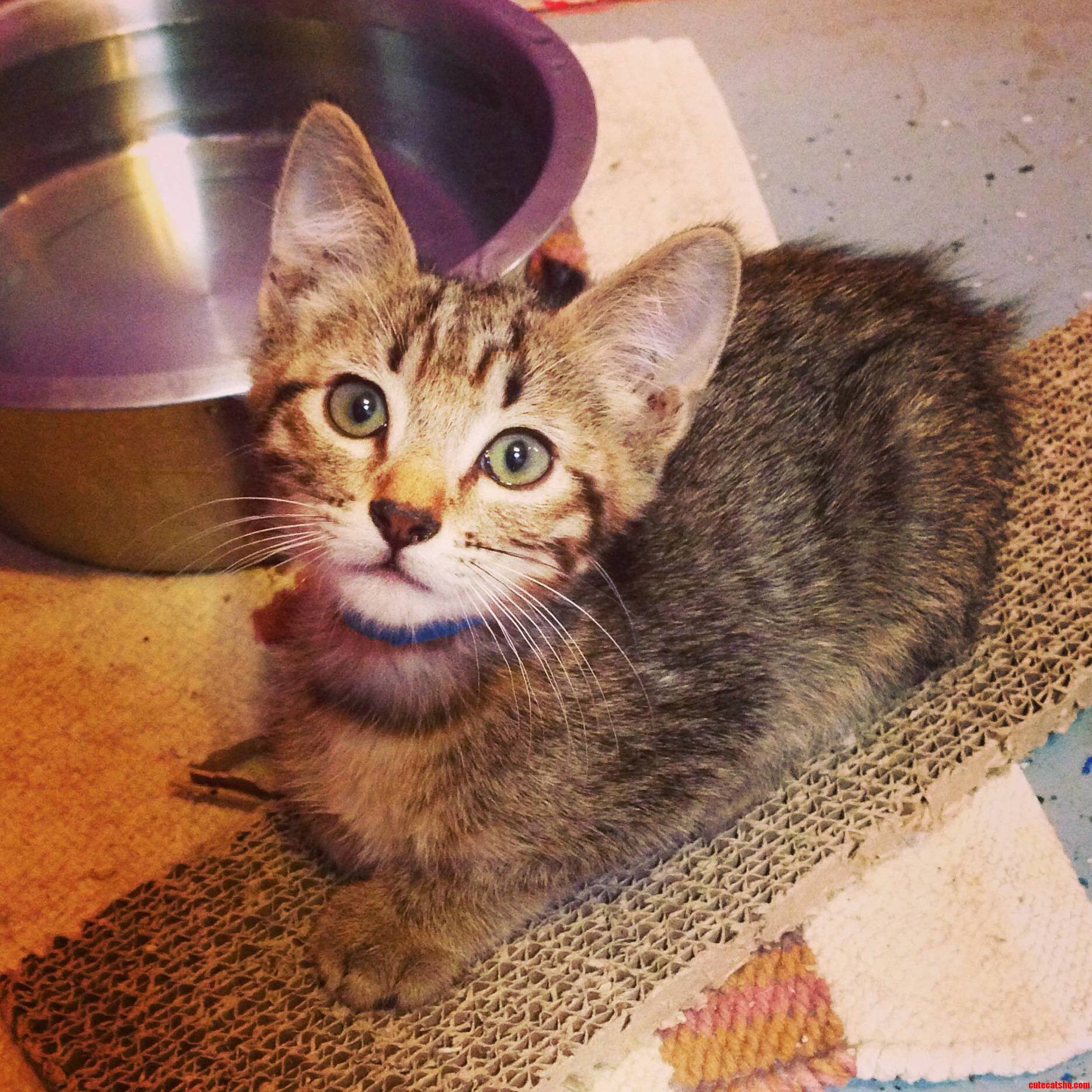 Just Adopted This Cutie from My Local Shelter Help Me Name Him