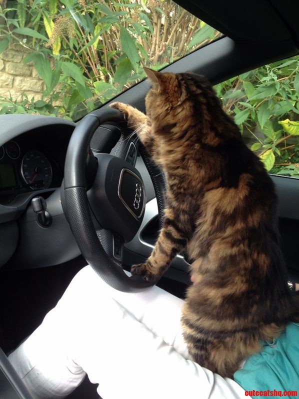 Just Going for a Drive in the Meow-di...