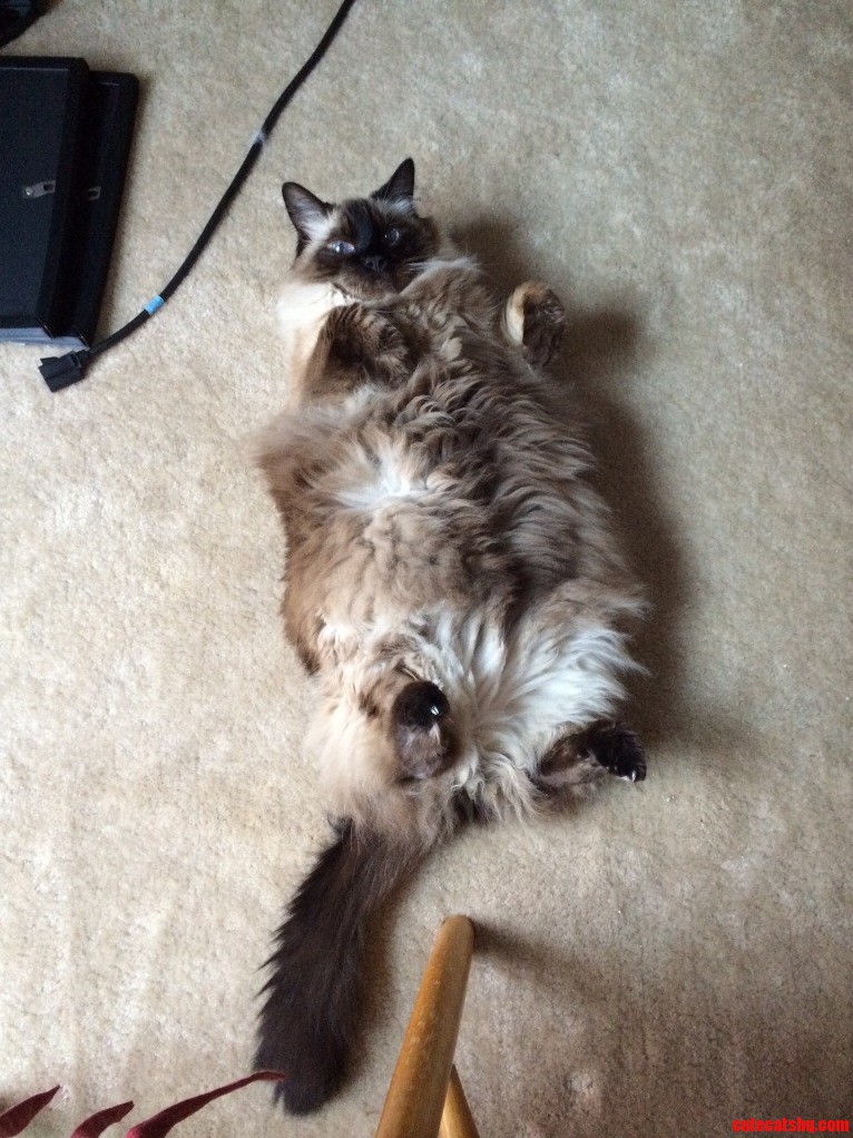 Just My Cat Lying on His Back Like an Otter.