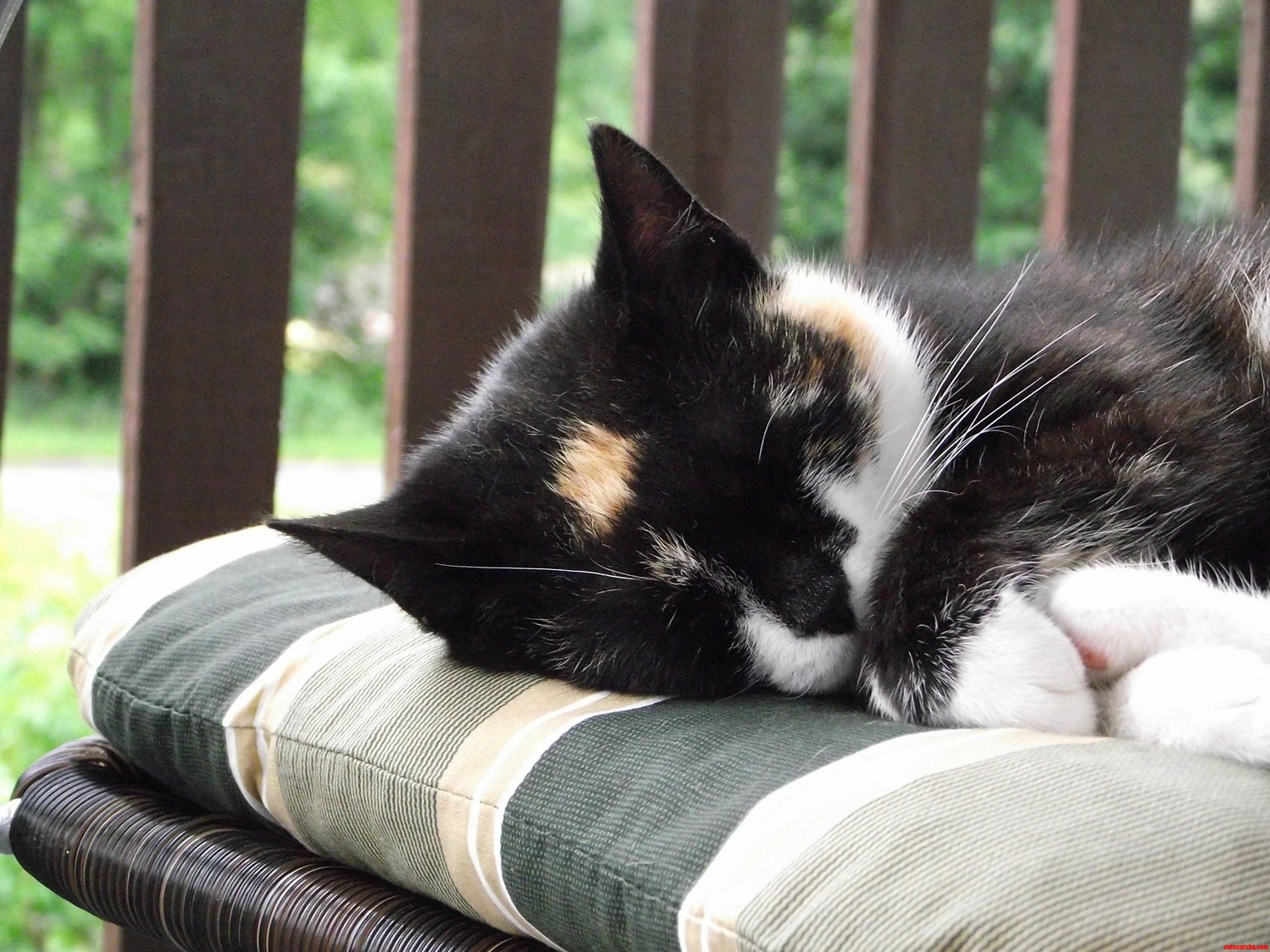 Just My Cat Napping