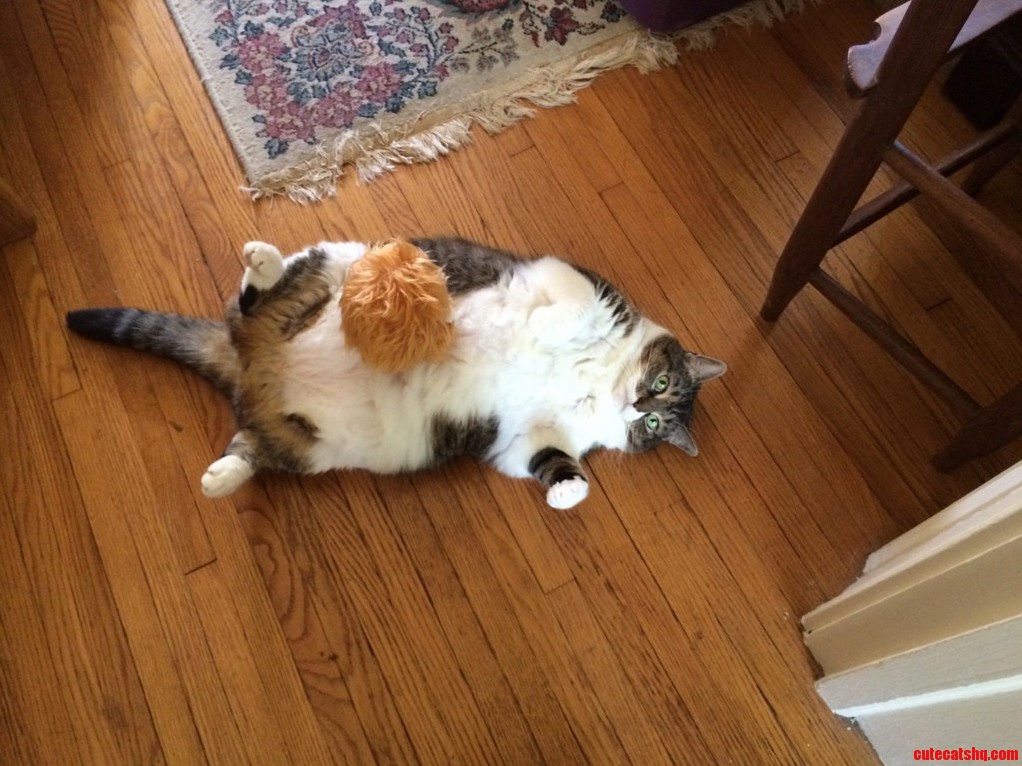 Just Playing with My Cat.