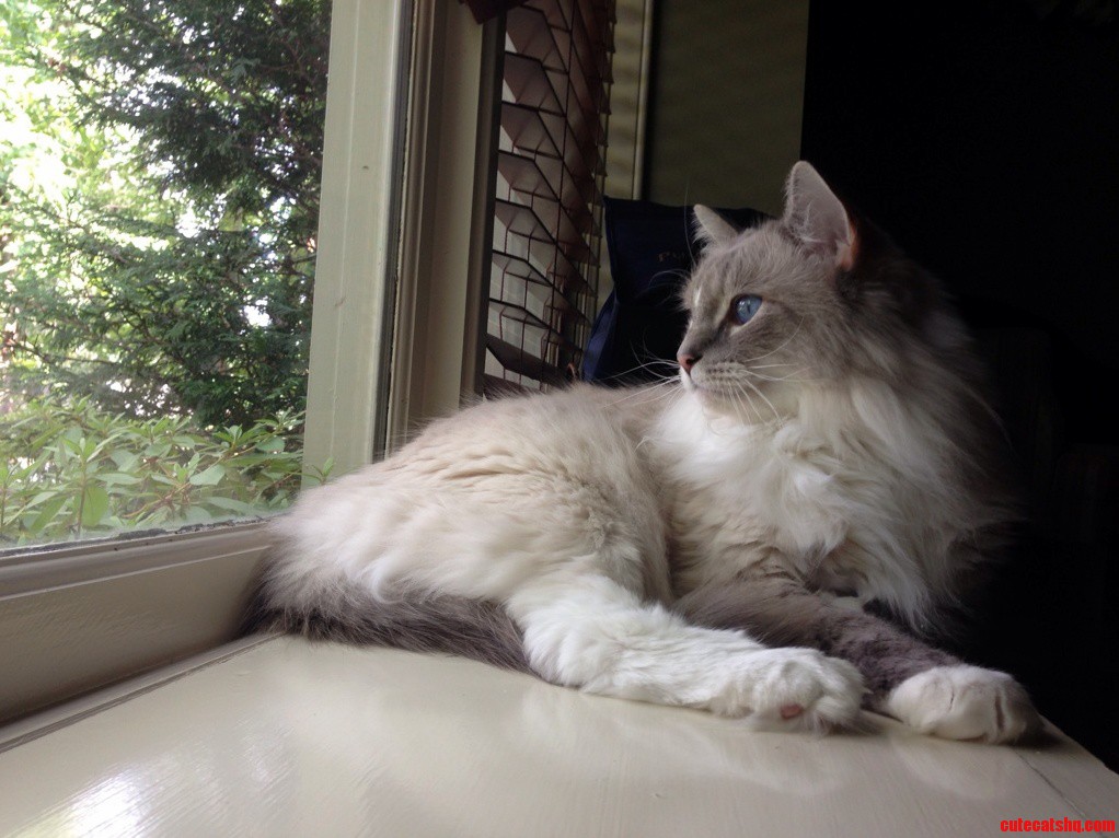Just Wanted to Share My Kitty