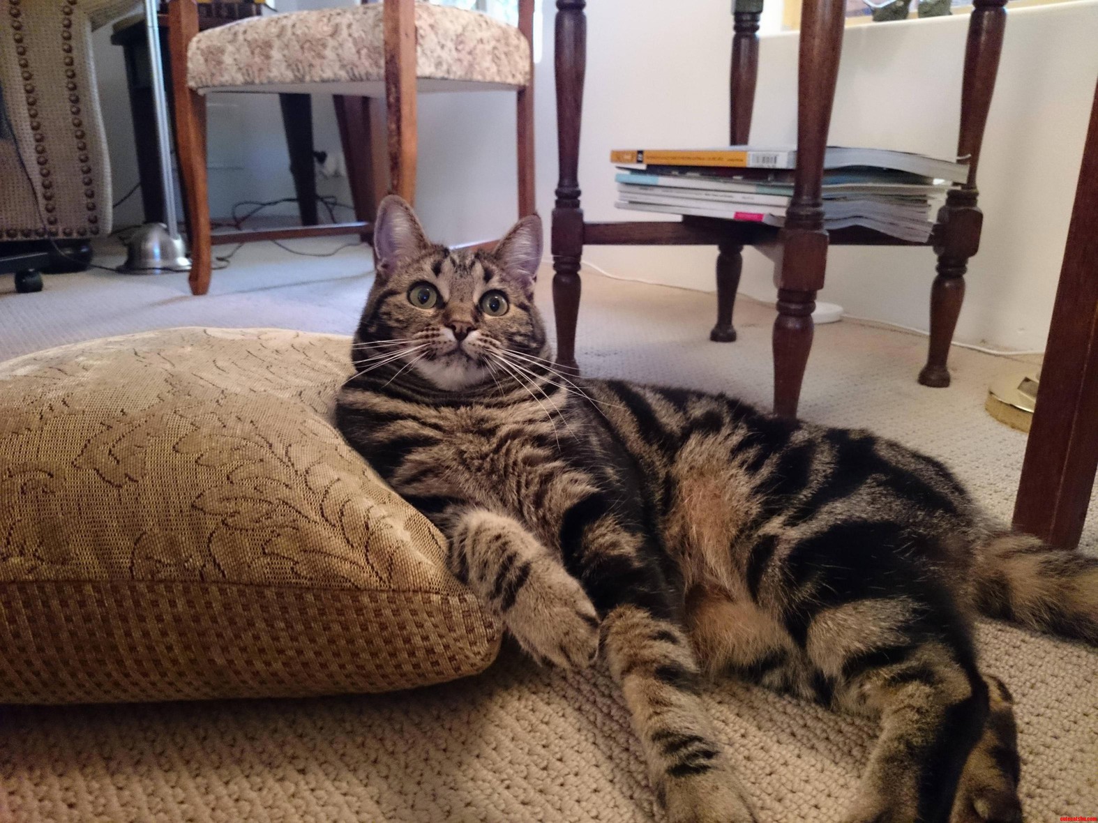 Just Watching Tv