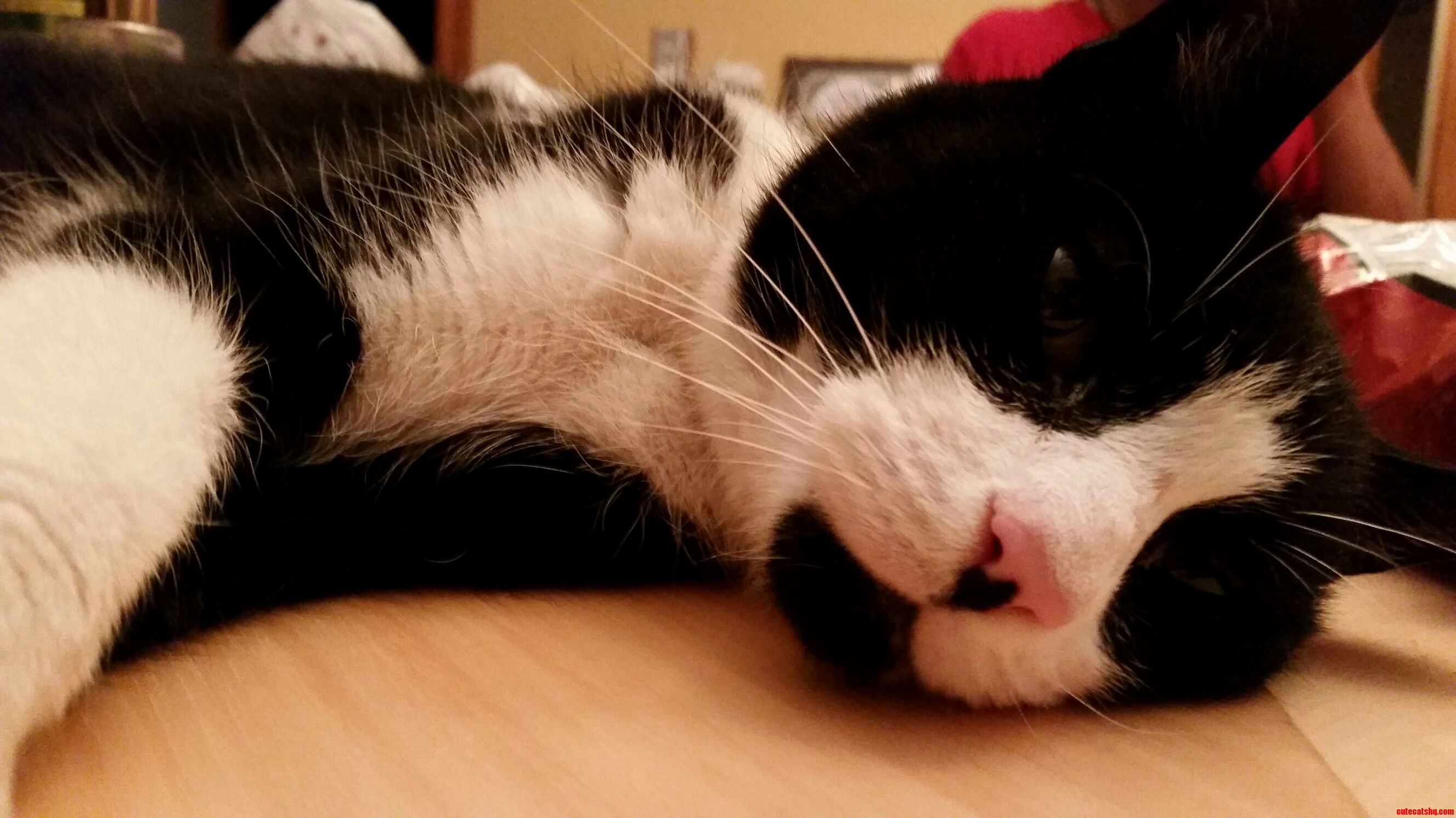 Justcatthings