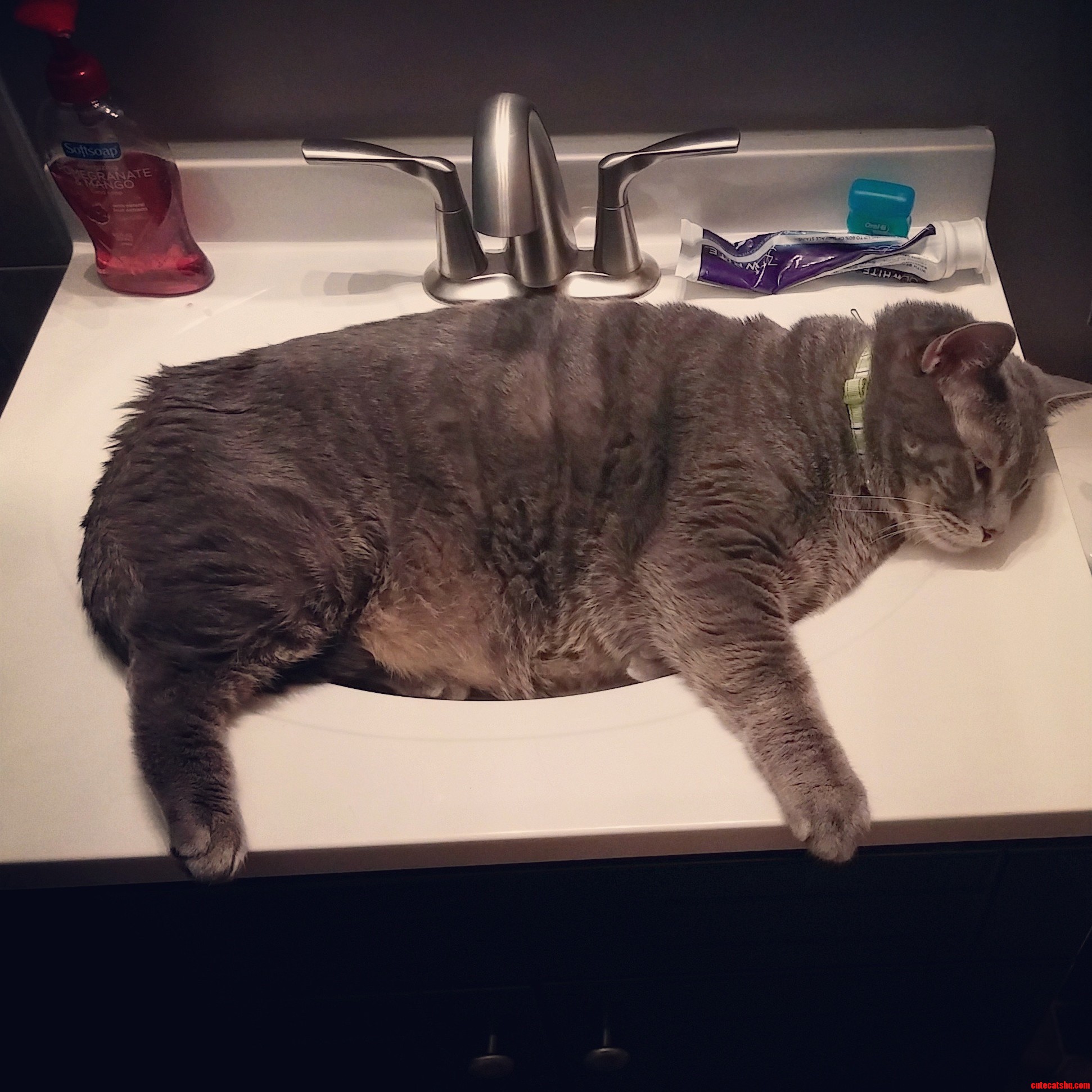 Keeping with the Cats in Sinks Theme Heres My Obese Cat.