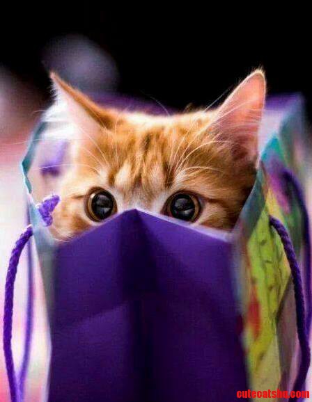 Kiddy Cute Kitten
