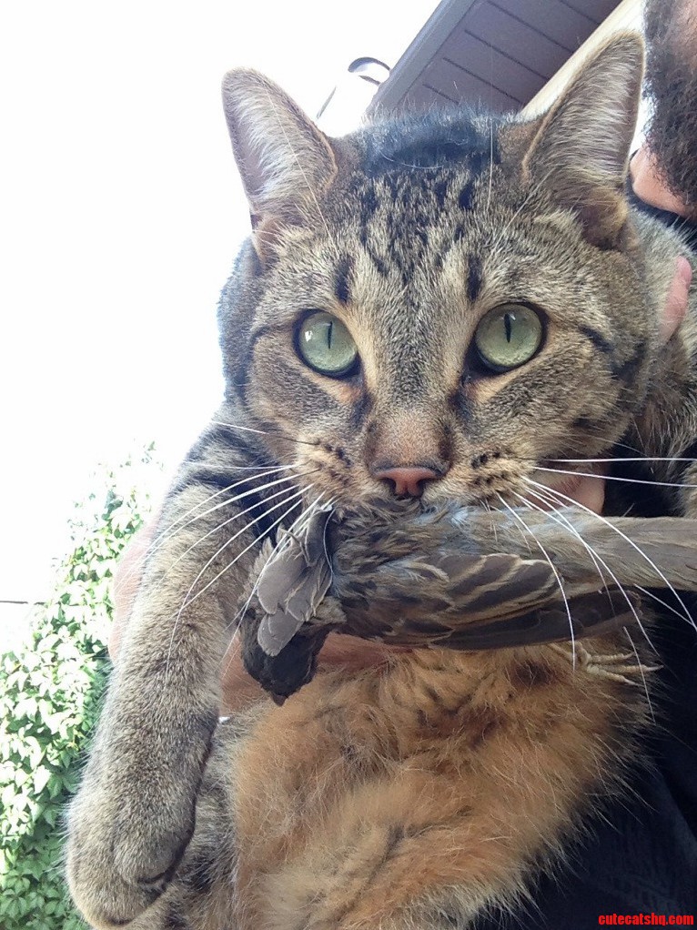 Killer Kitty