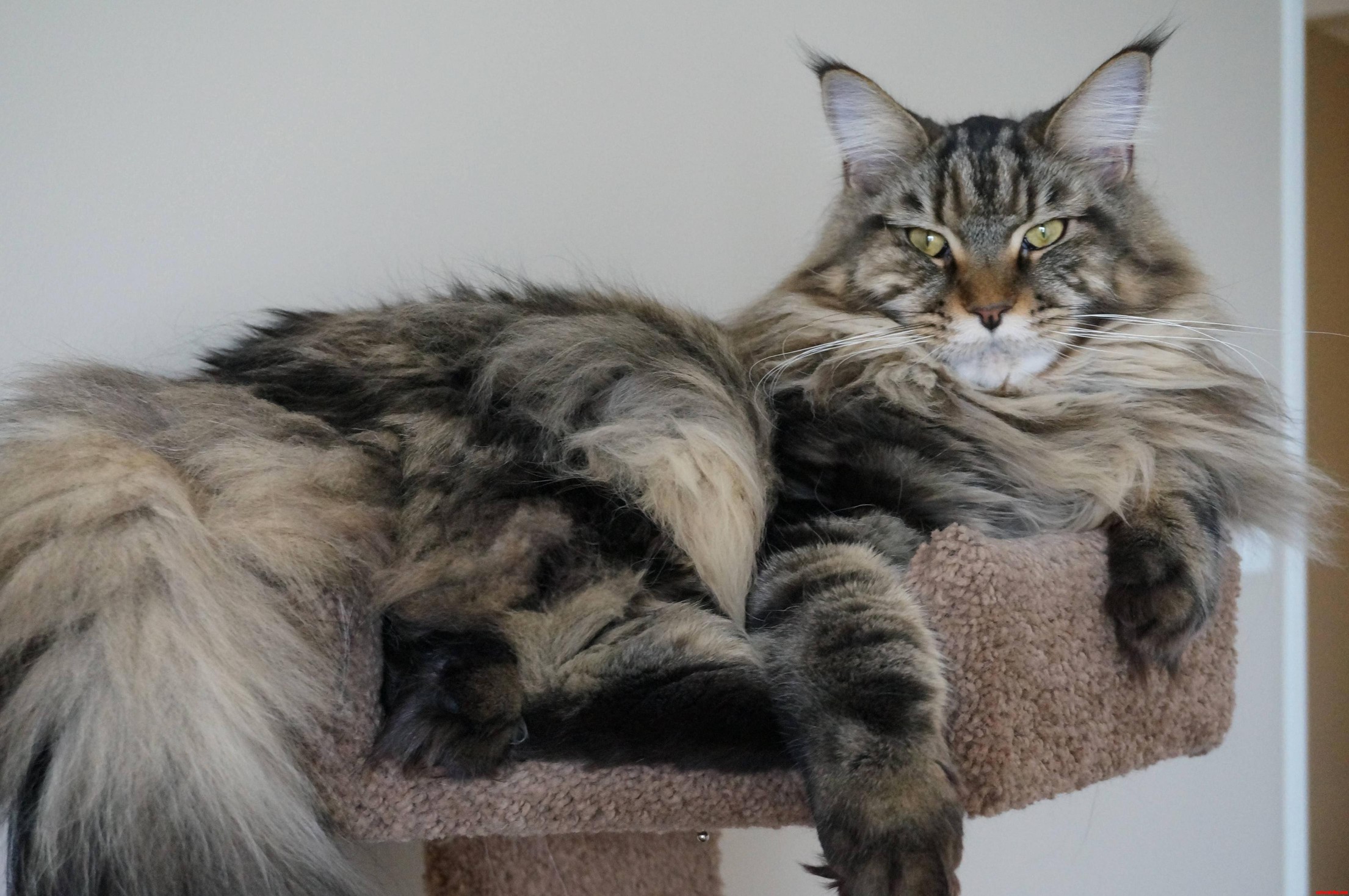 King Angus Atop His Cat-tree Throne