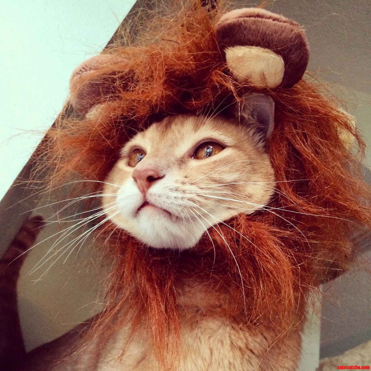 King of the House