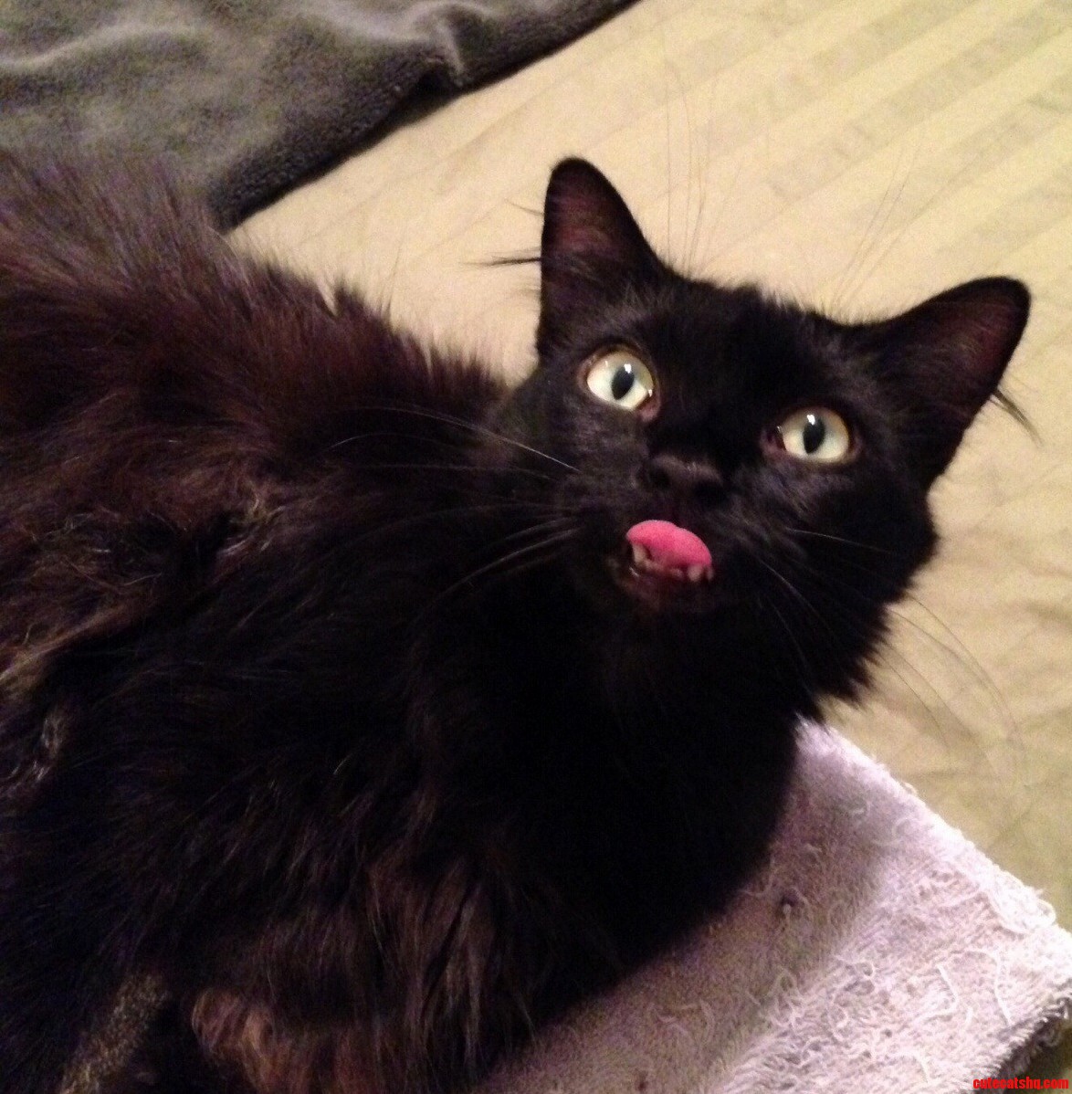 Kirby Derpy... He Is a Super-sweet Almost-two-year Old Son of a Stray