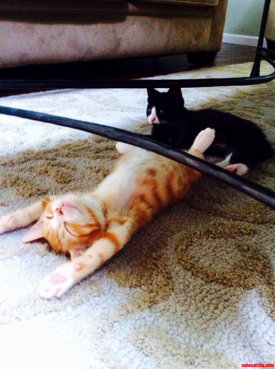 Kitten Meditation