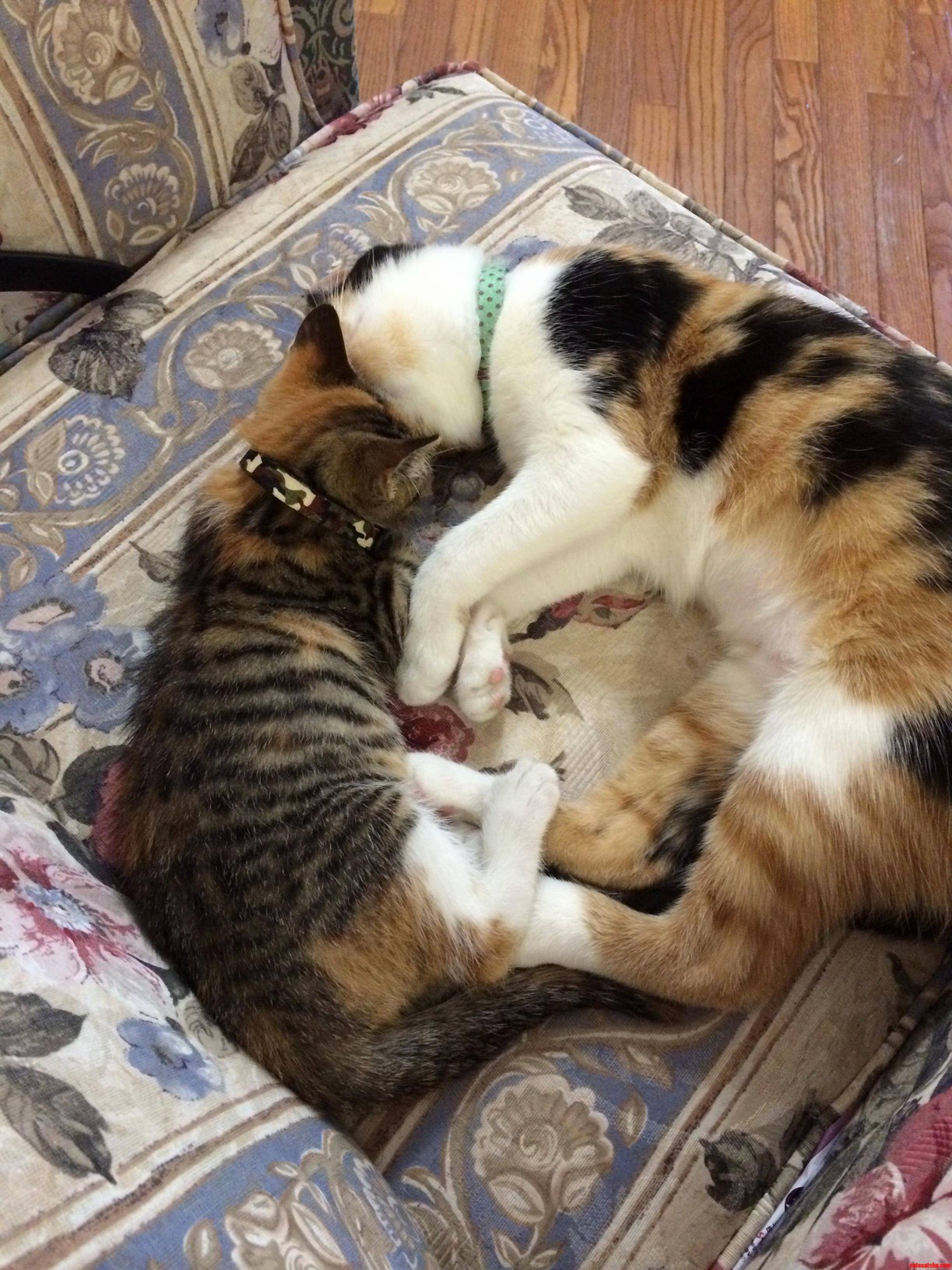 Kitten Ying-yang