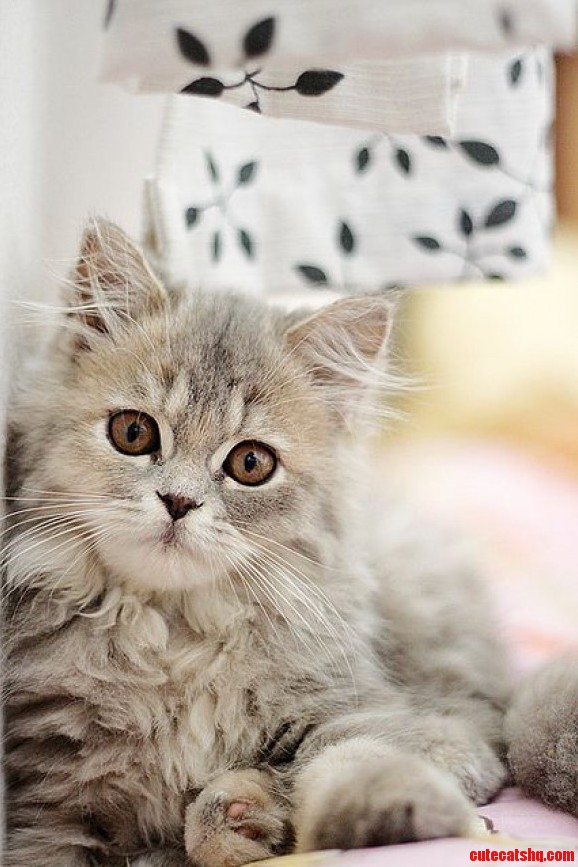 Kitty Cat
