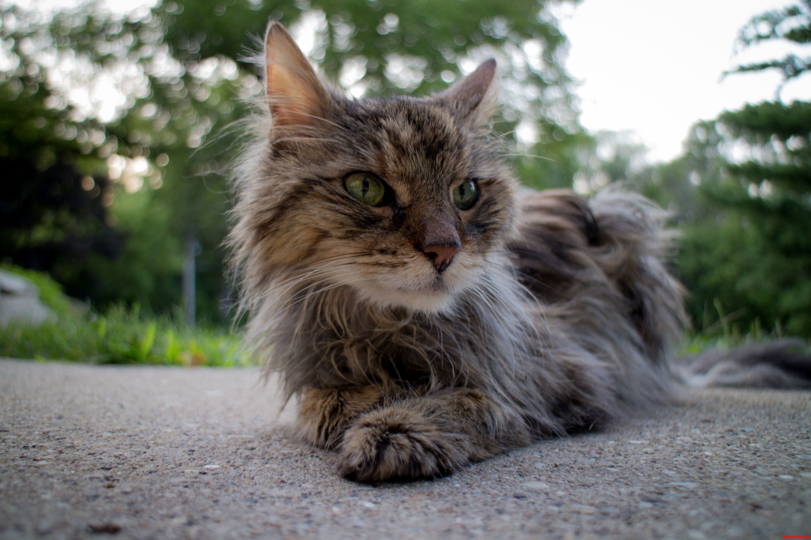 Kitty Helped Me Test Out My New Dslr Camera. What a Lovely Model She Is