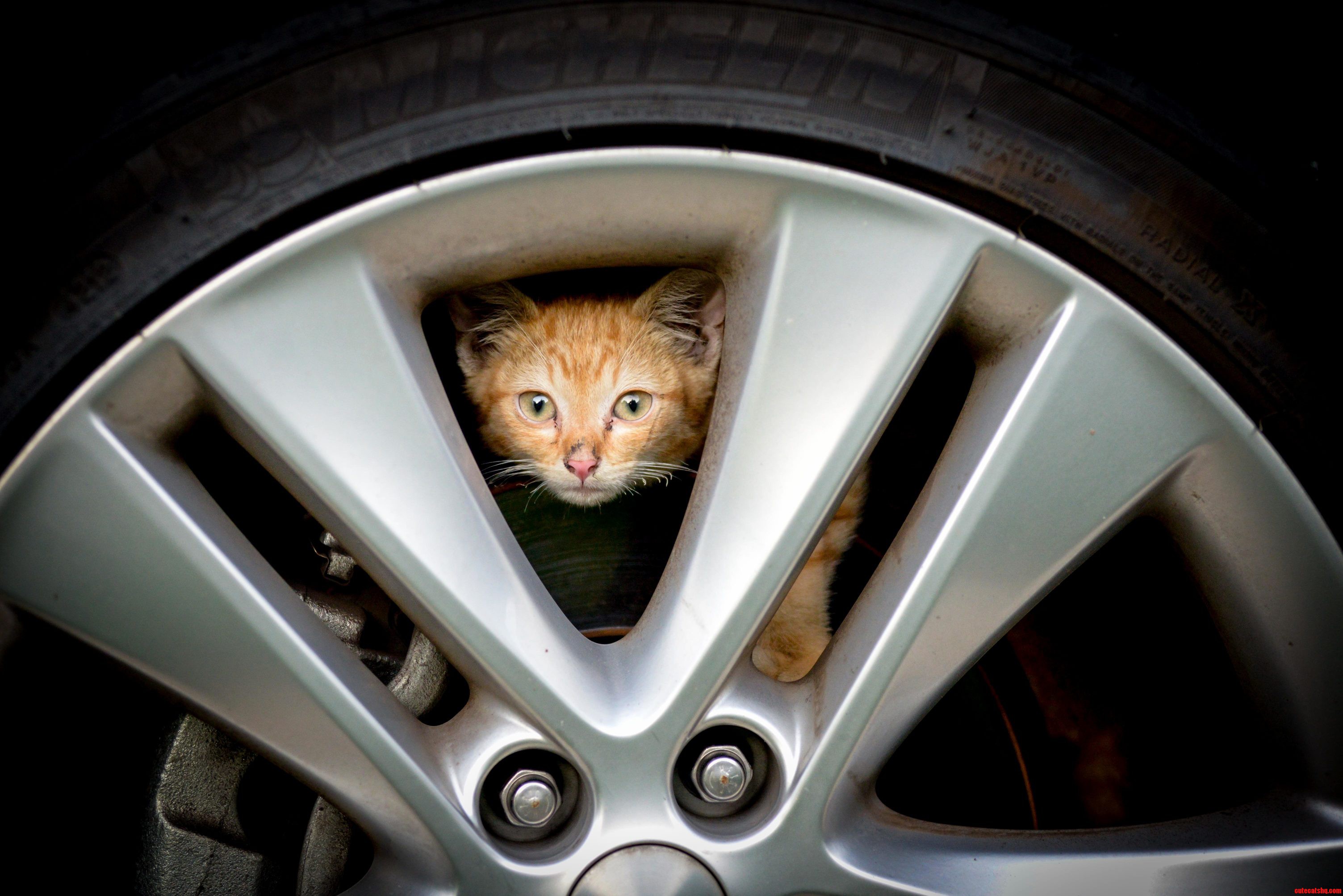 Kitty in My Car and I Want To...