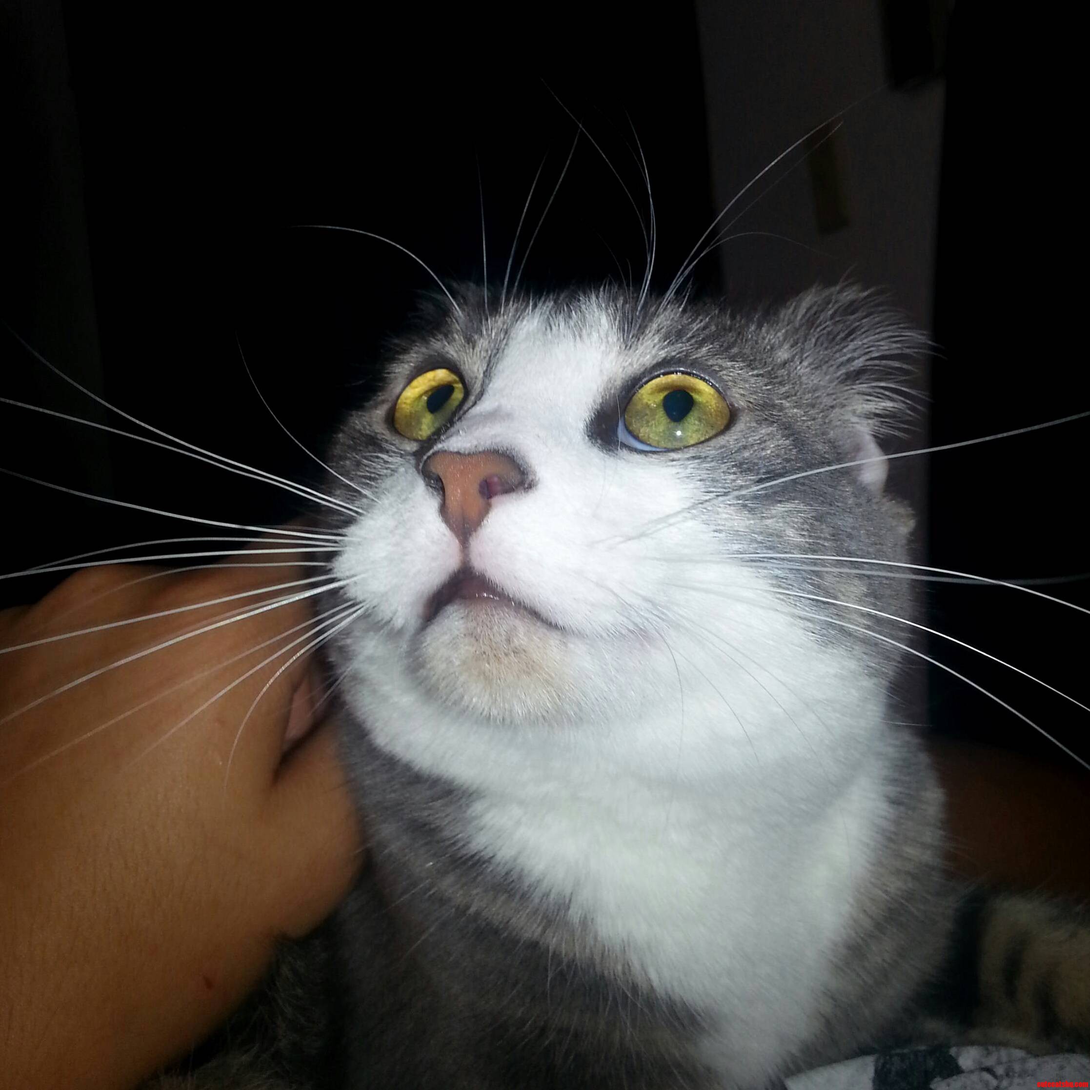 Kitty Is Not So Sure About the Ceiling Fan