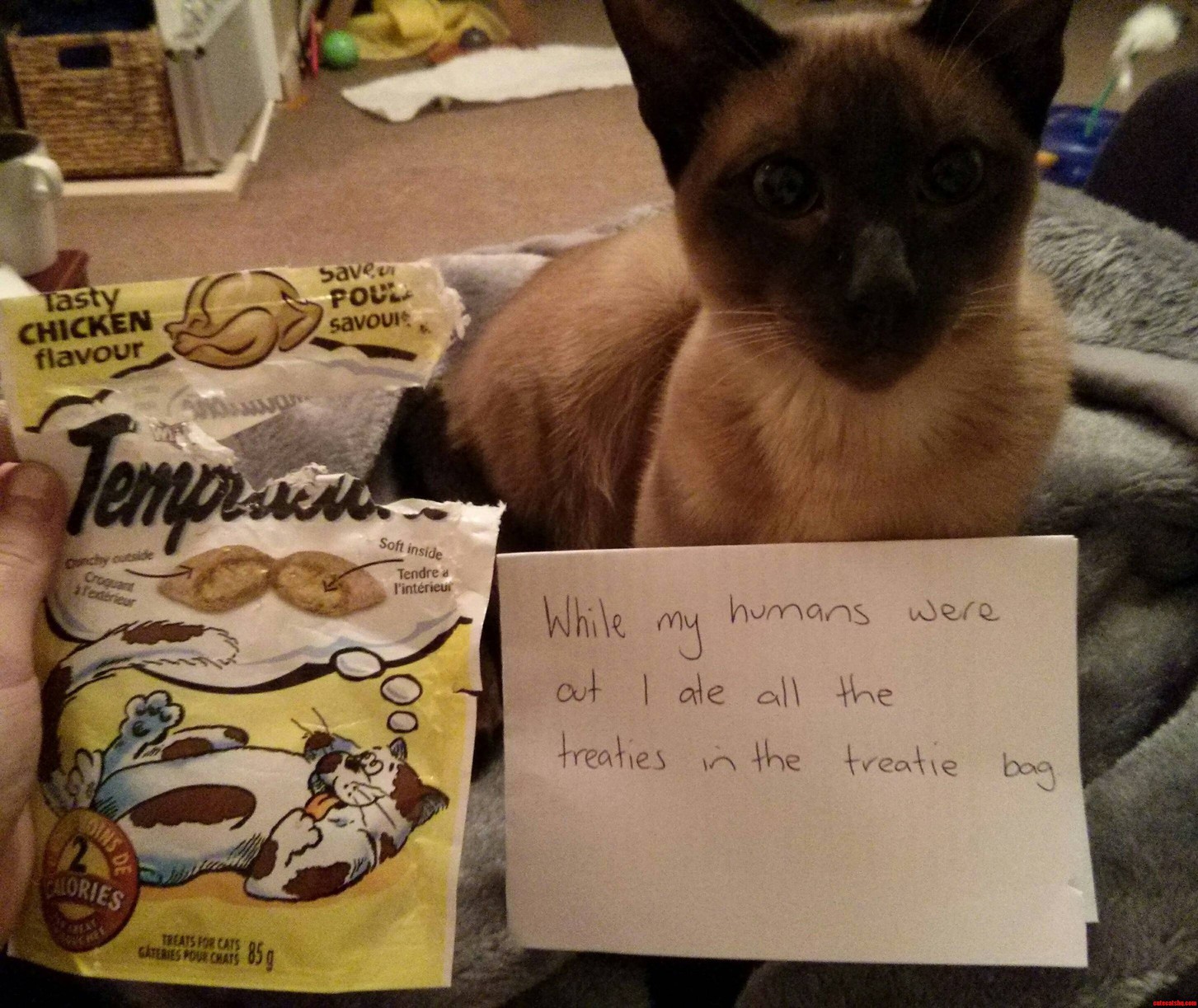 Kitty Shaming
