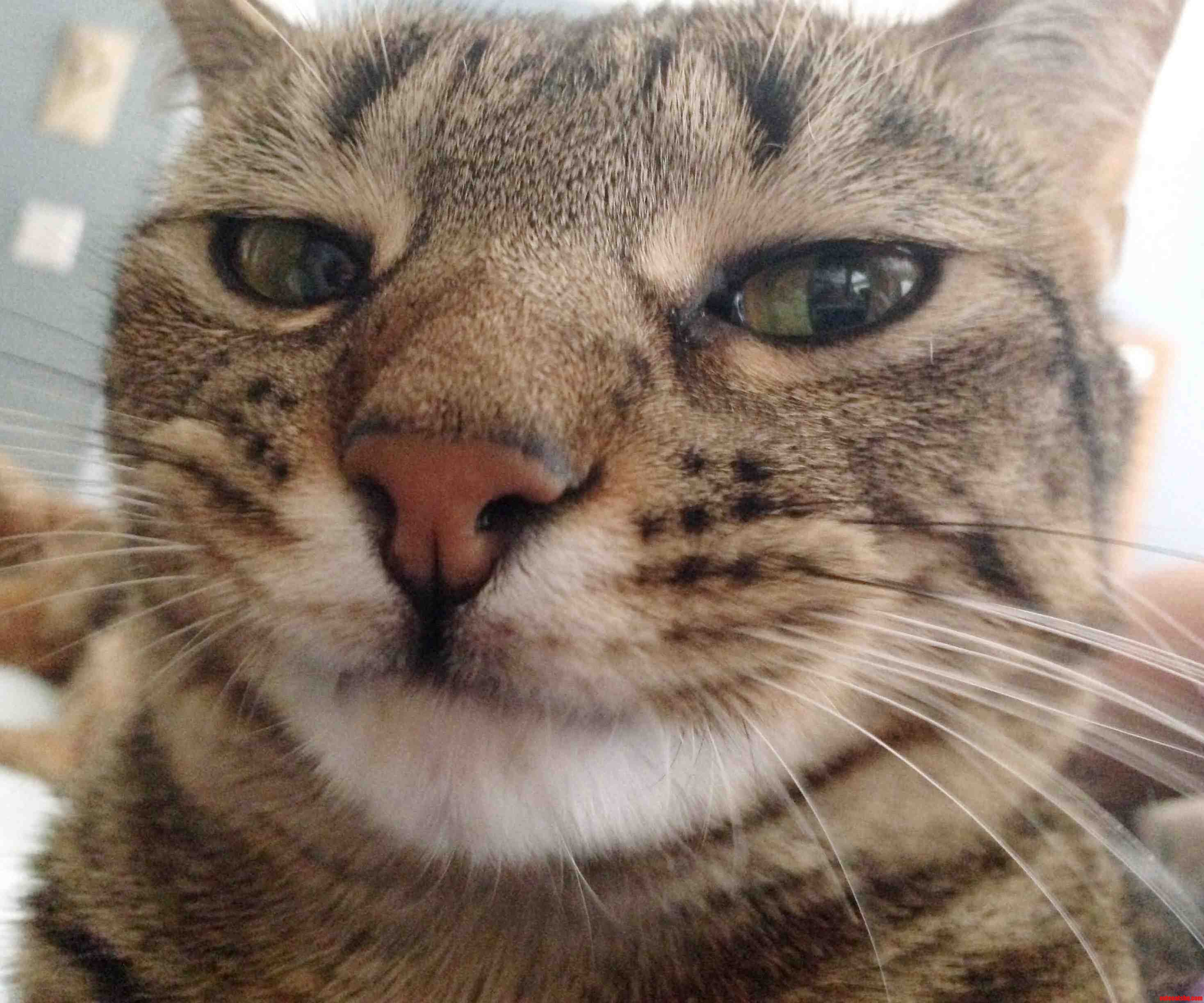 Kitty Straight Mean Muggin
