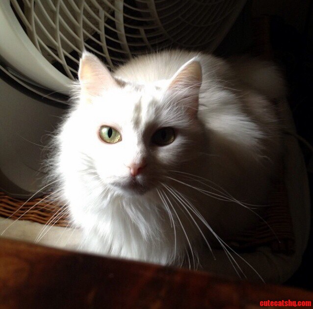 Kitty Was Feeling Photogenic Today