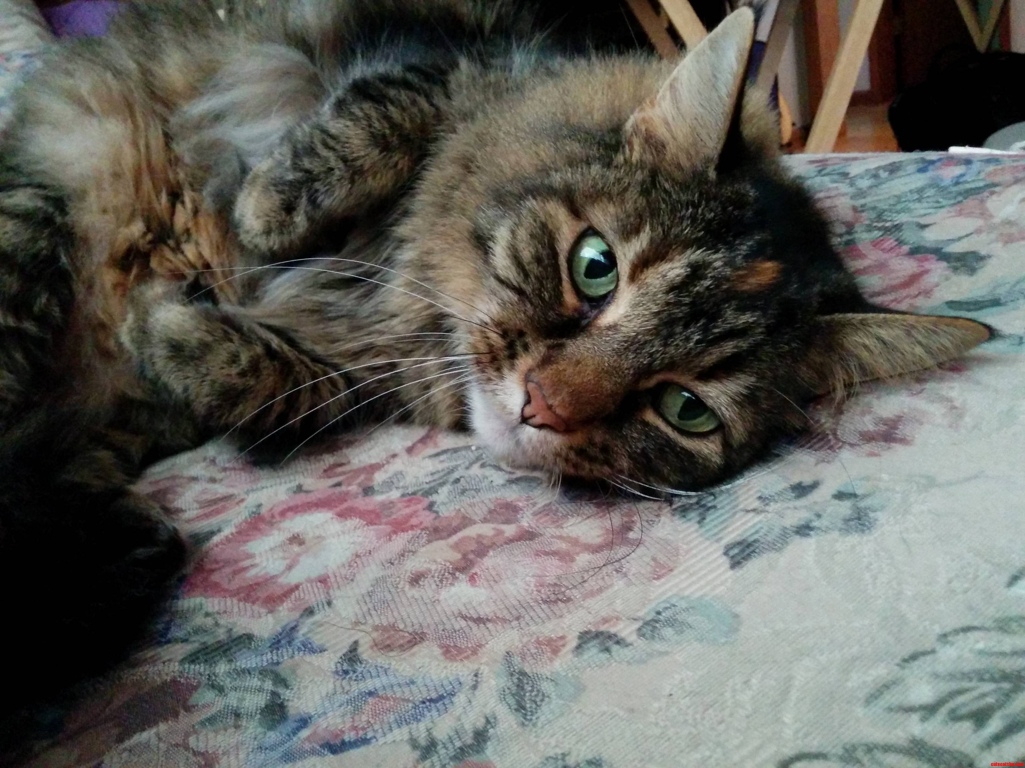 Kittysitting This Cutie