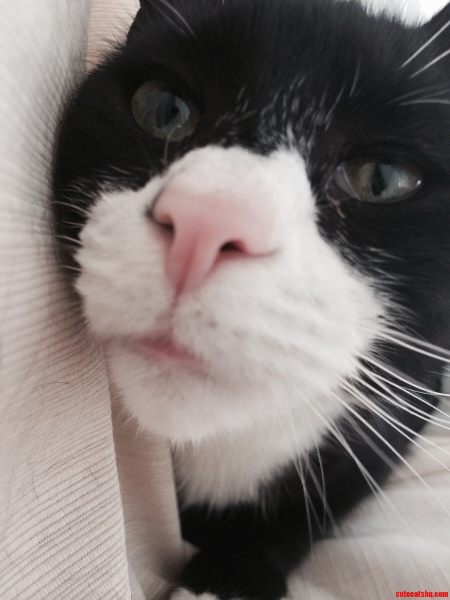 Knightmare Is a Goofball.