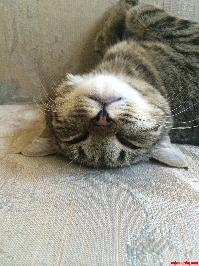 Knocked Out