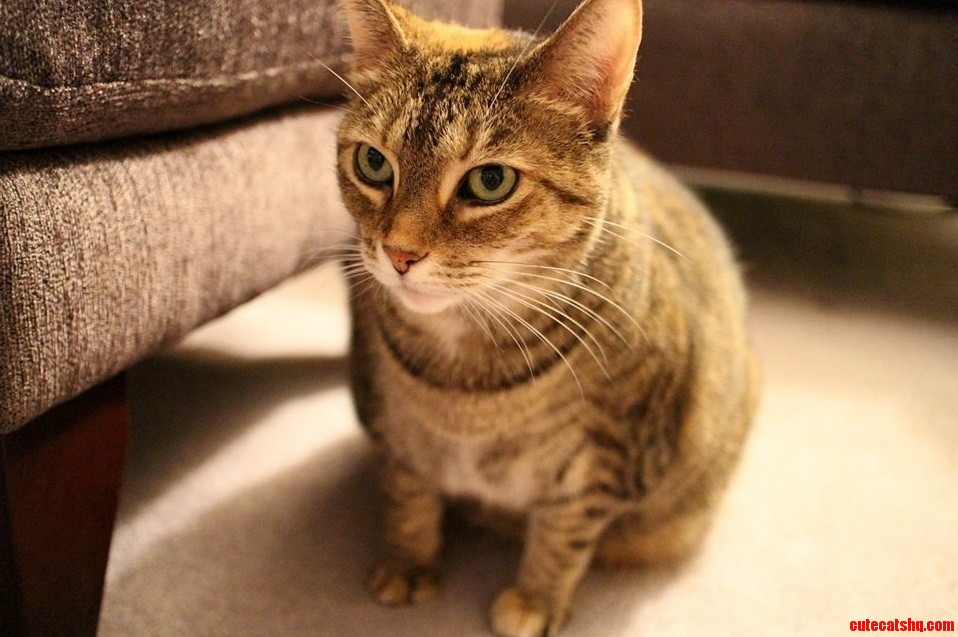 Lady Effingham Is Getting Bored with Me Testing the New Camera on Her.