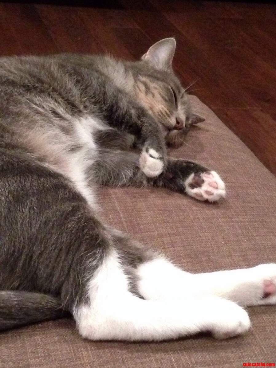 Lazy Bastard