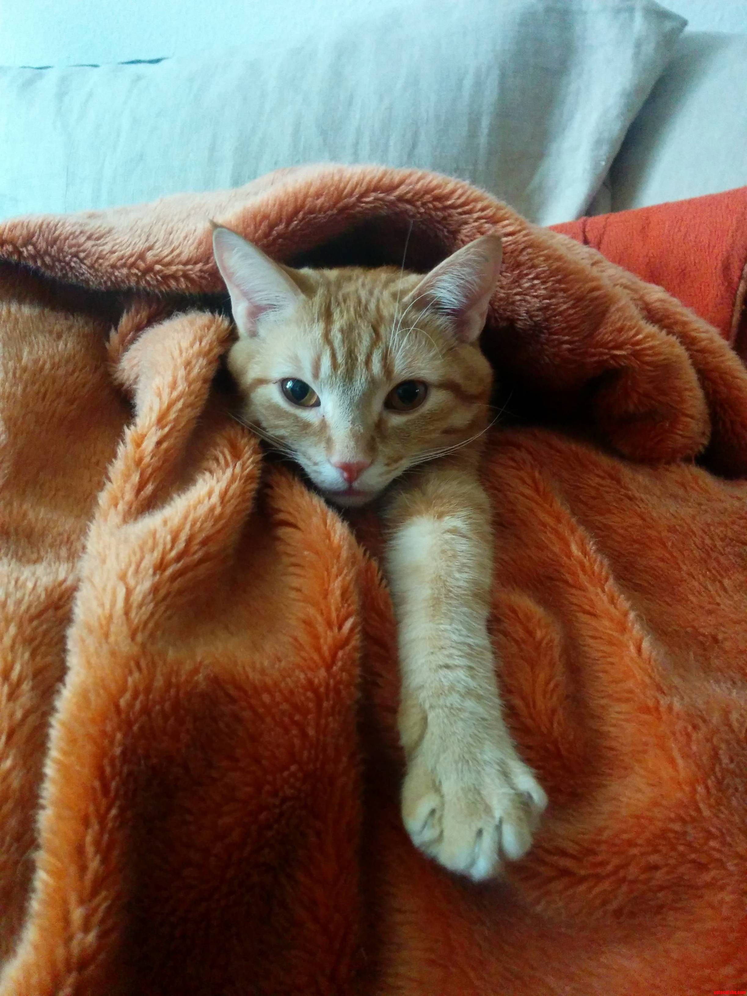 Lazy Caturday