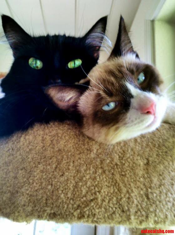 Lazy Sunday While Mom Works...