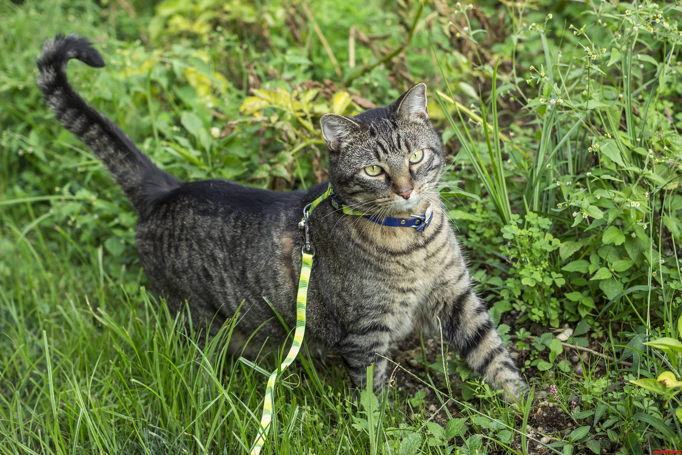 Leashed-trained My Little Buddy. He Loves Going for Walks