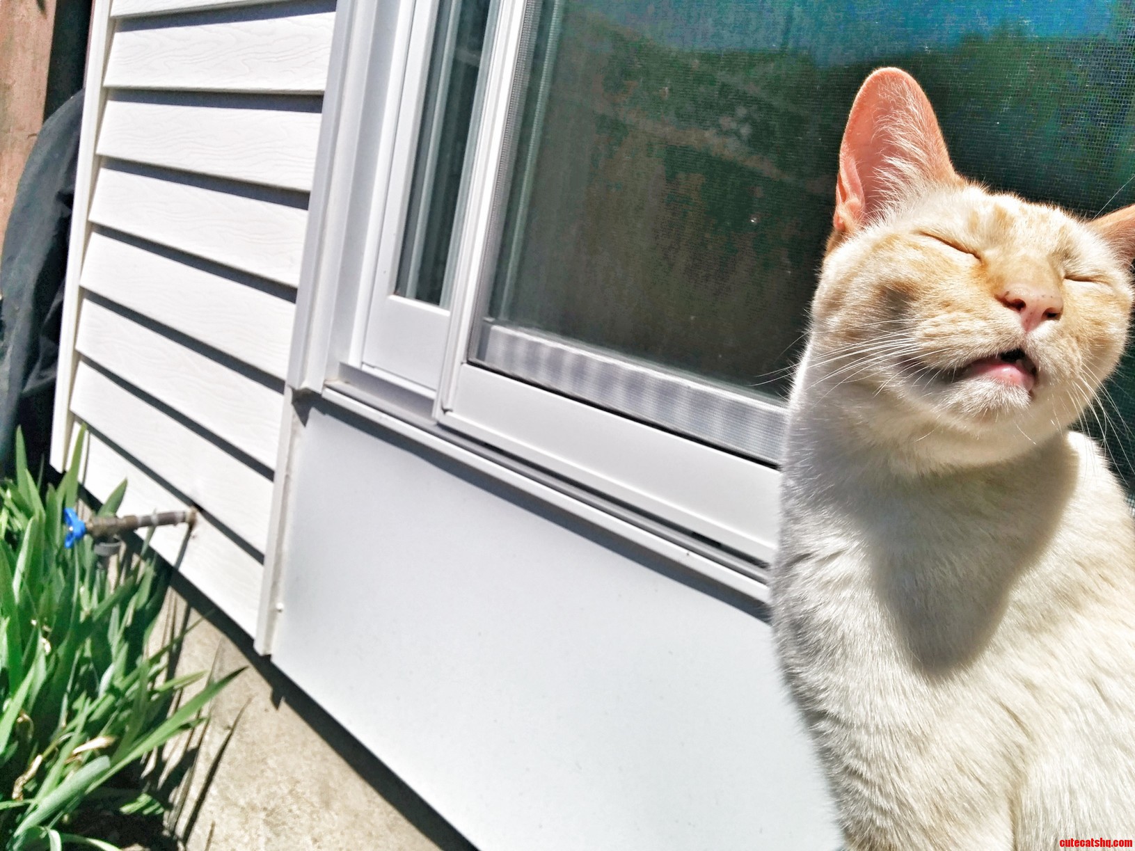 Leo Enjoying the Sun