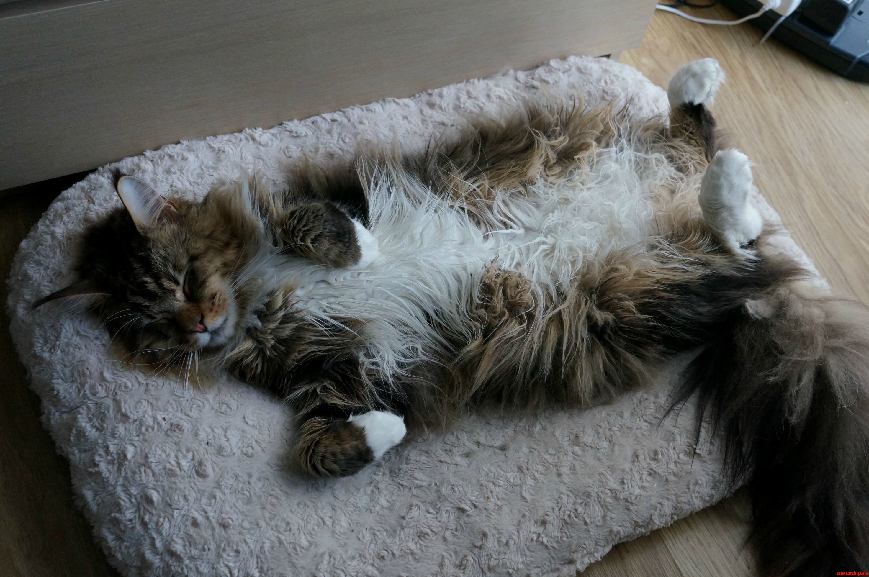 Leon Maine Coon Really Likes to Sleep on His Back. He Doesnt Share the Bed.