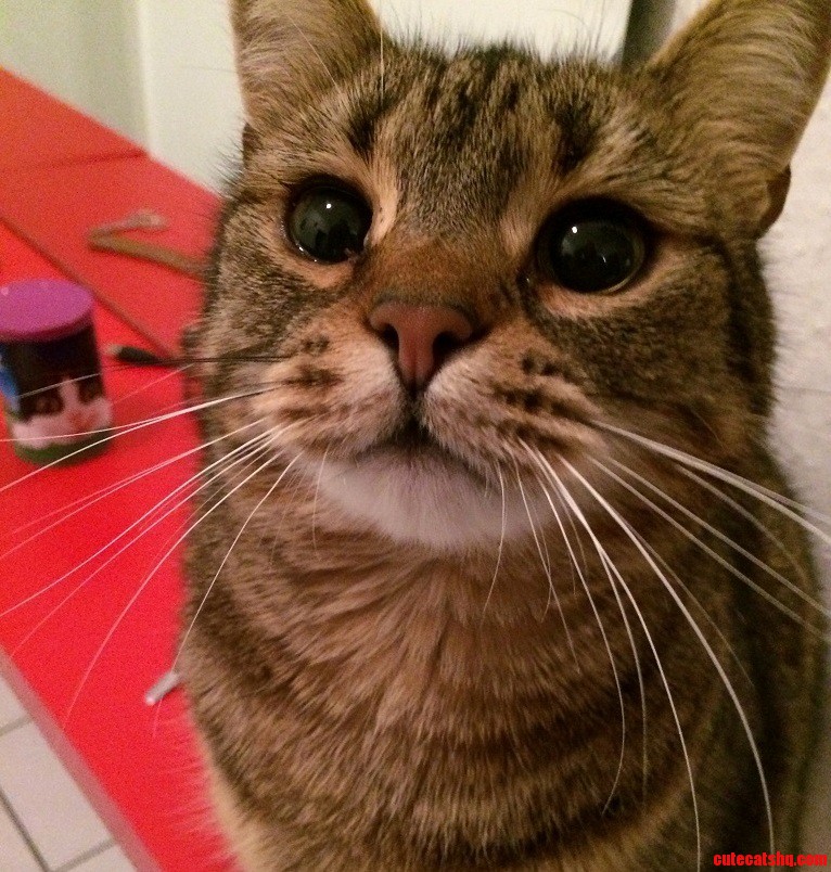 Let Me Introduce You Shila