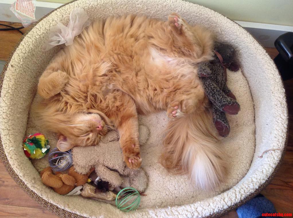 Lets See - He Has the Dogs Bed the Dogs Teddy the Other Cats Crinkle Ball the Mama Cats Teddy And. Happy Smile