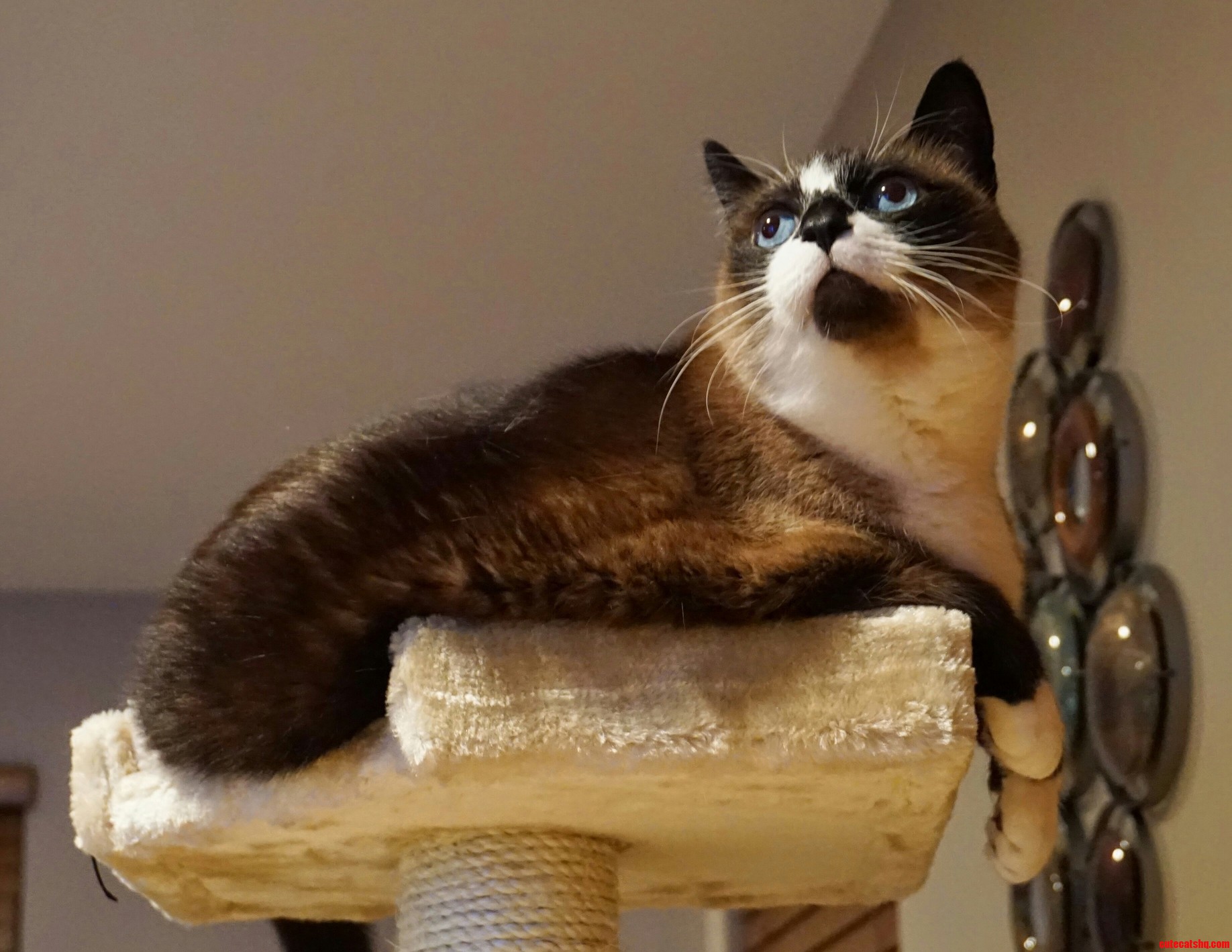 Like a Regal Boss. 12 Year Old Snowshoe