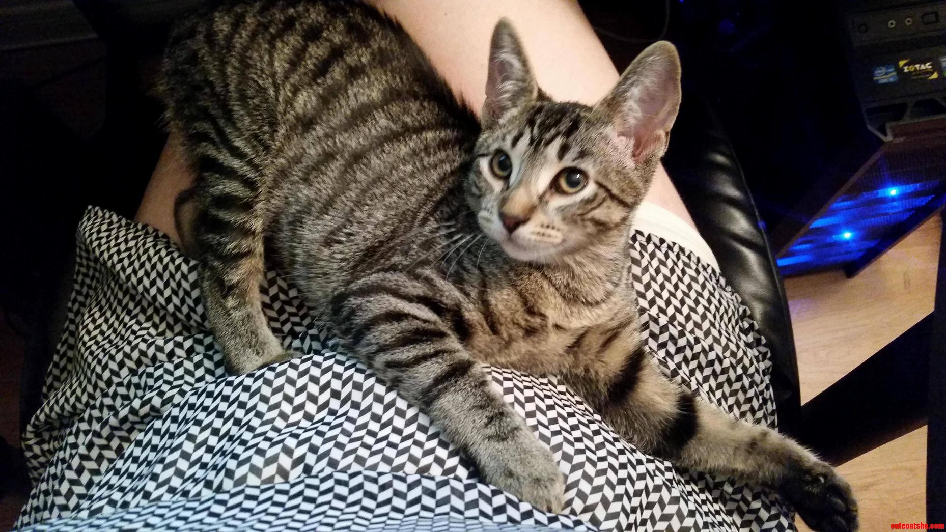Lila Hanging in My Lap While I Play Video Games.