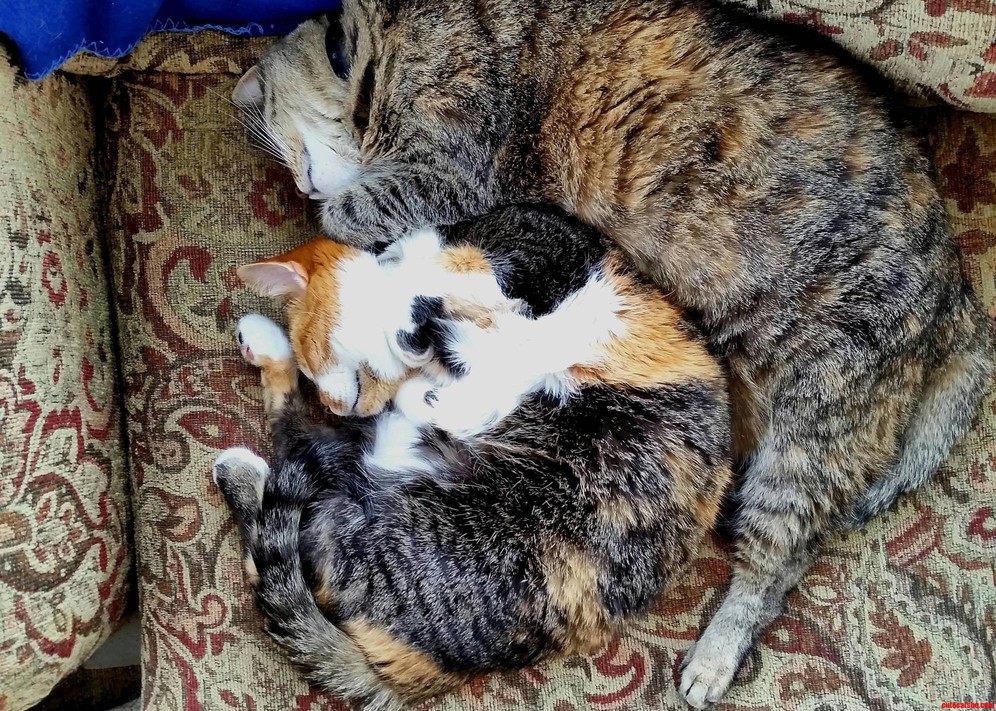 Litter Sister Snuggles