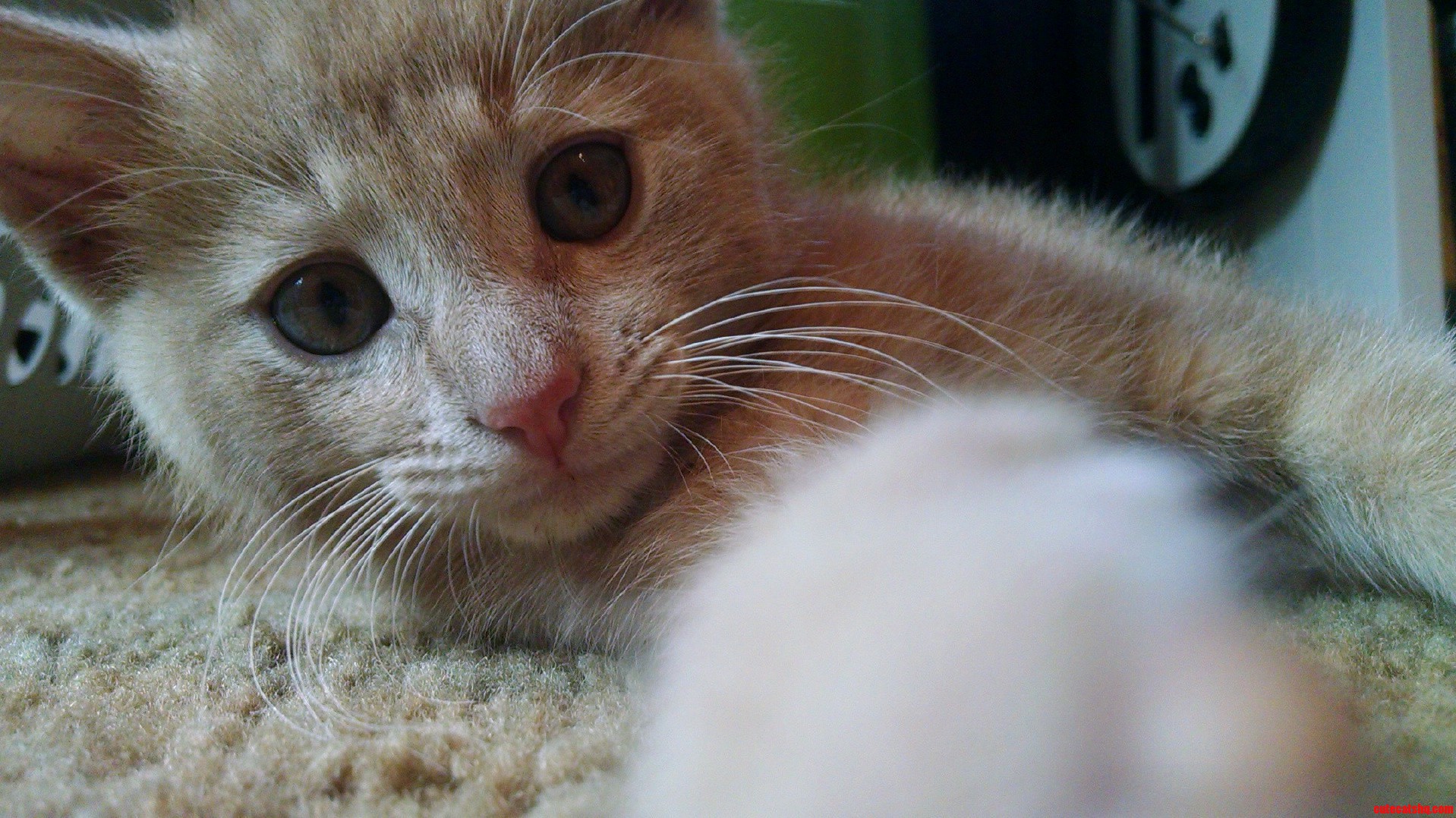Little B.