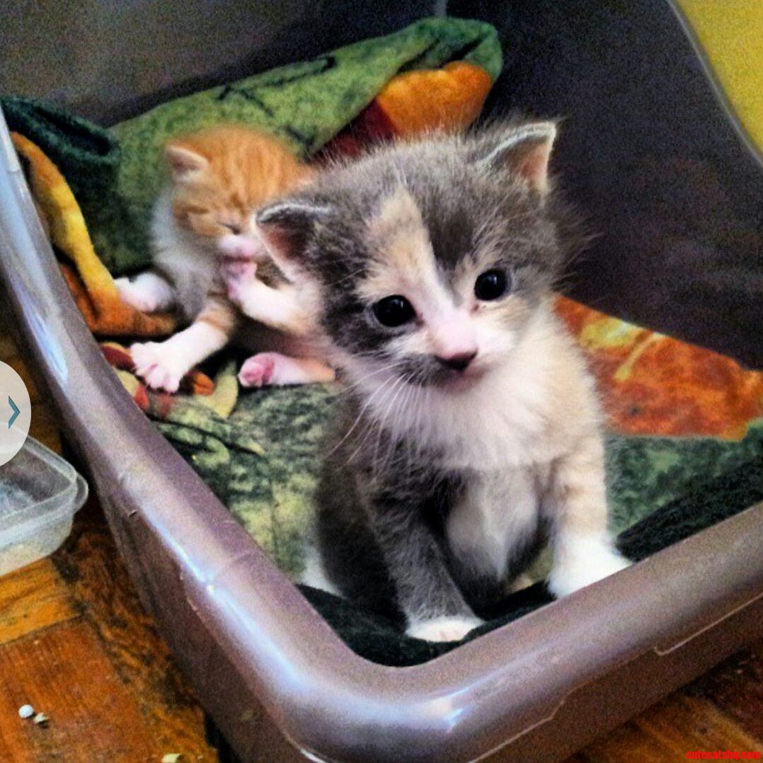 Little Charlotte and O Malley in the Back