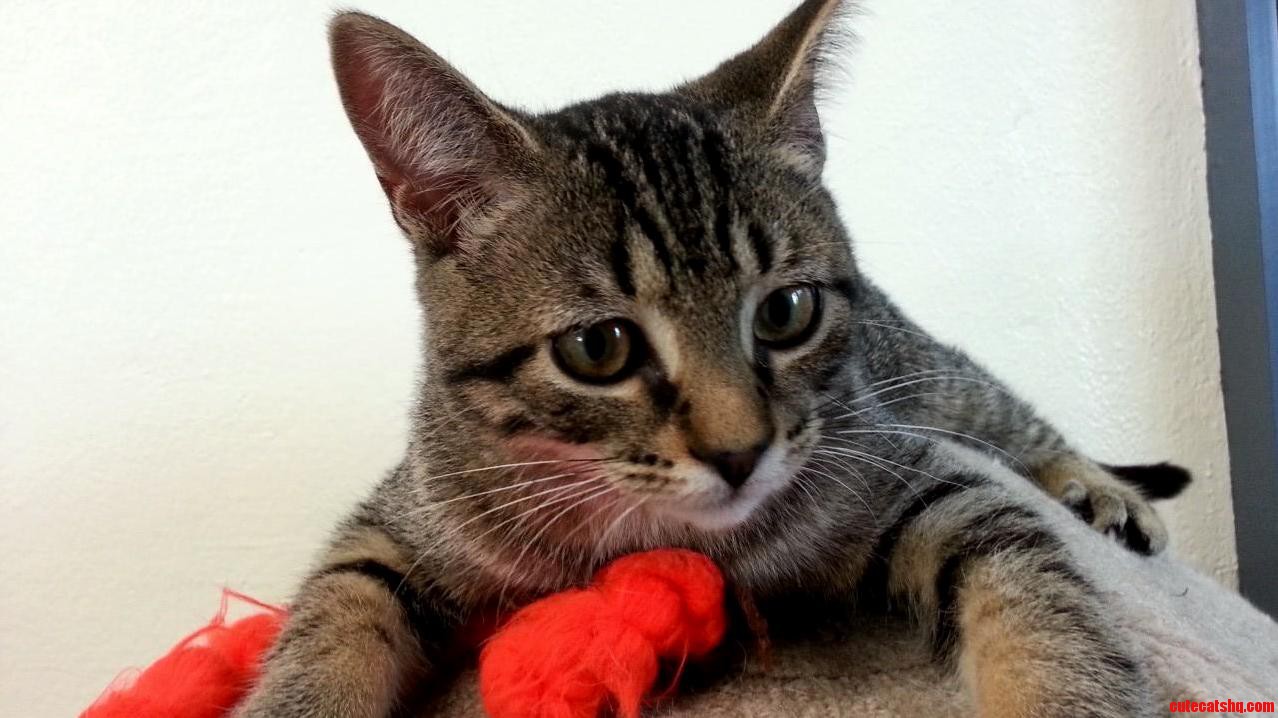 Little Linus Looking Worried