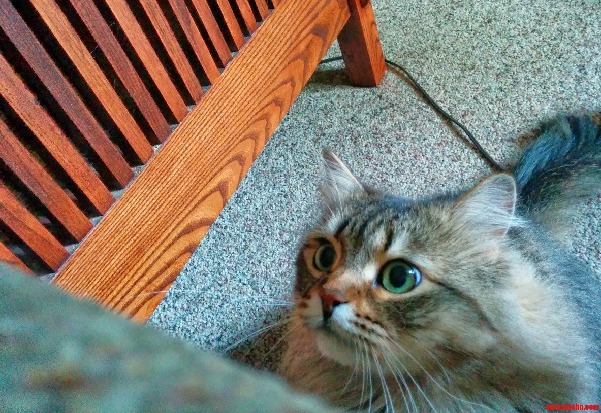 Local Cat Considers Jumping Onto Couch. More at 11.