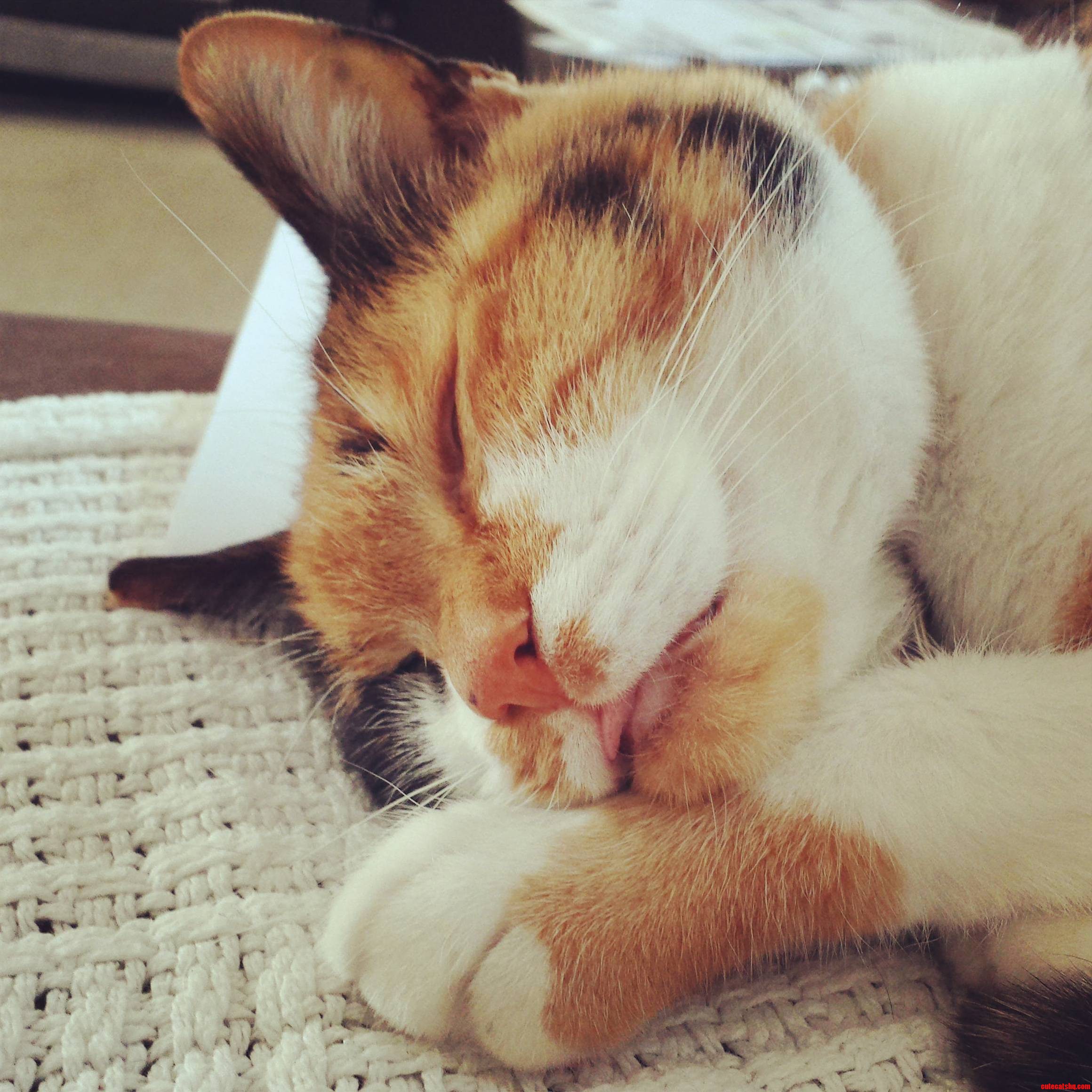 Lollis Sleepy Mini Derp