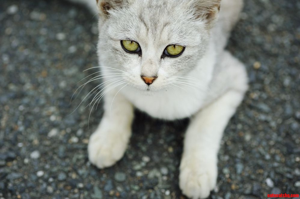 Look at Those Eyes